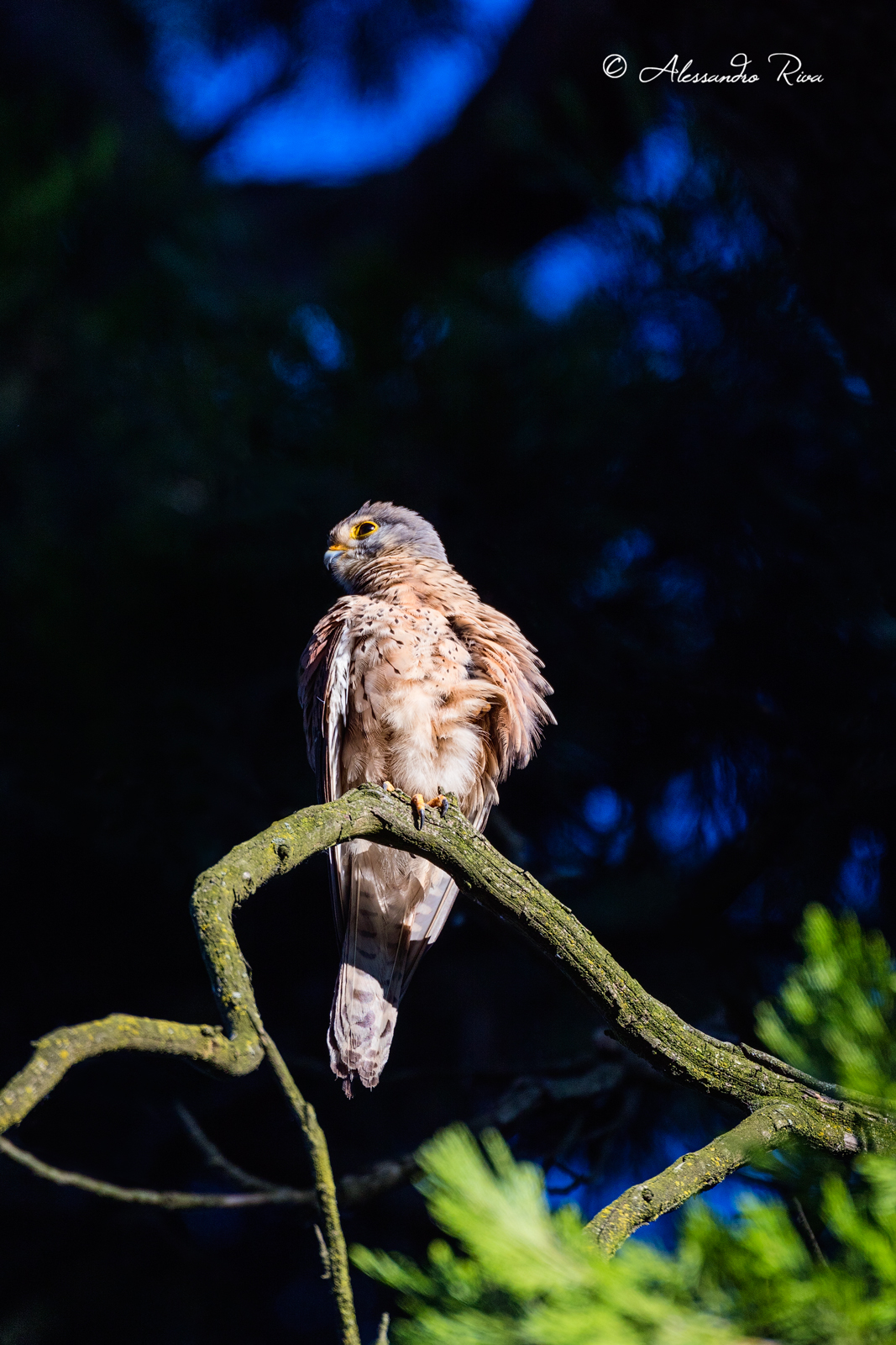 Kestrel