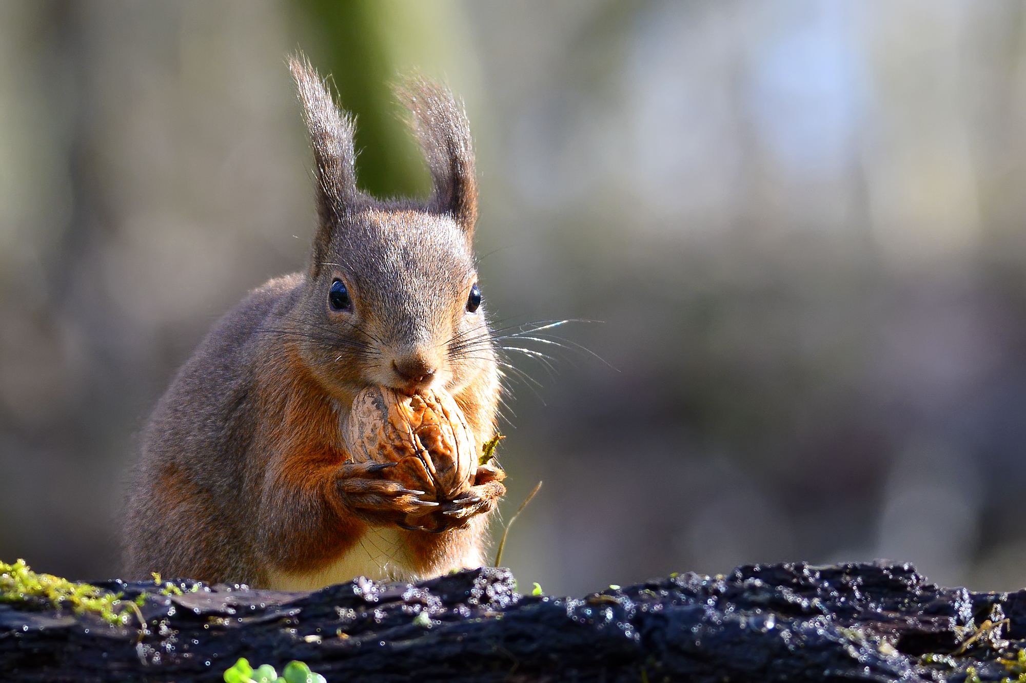 Oasi Torrile - Scoiattolo Rosso