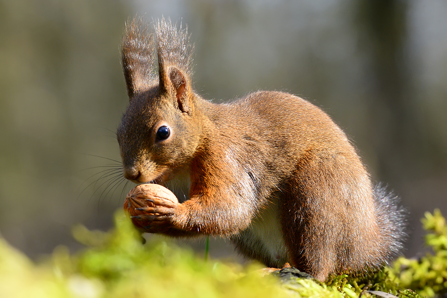Oasi Torrile - Scoiattolo Rosso