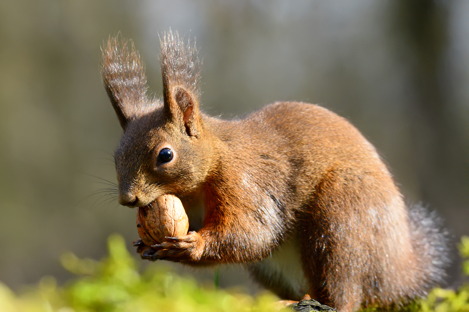 Oasi Torrile - Scoiattolo Rosso