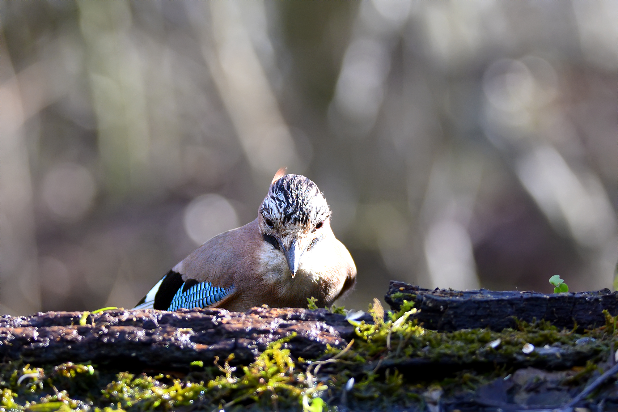 Oasi Torrile - Ghiandaia