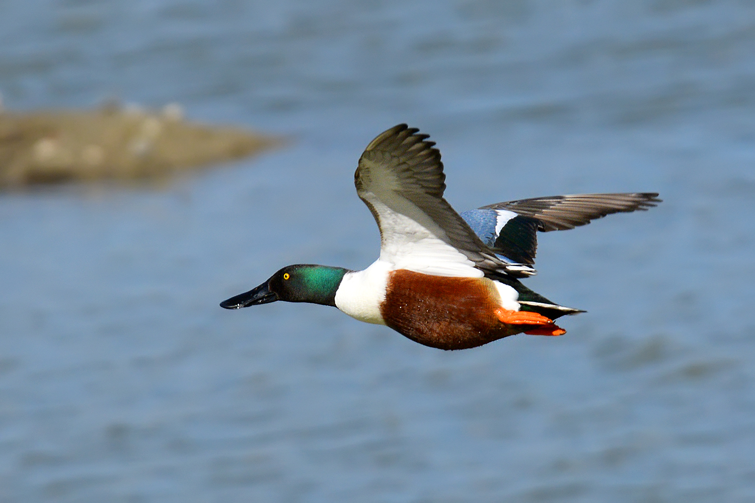 Oasi Torrile - Mestolone