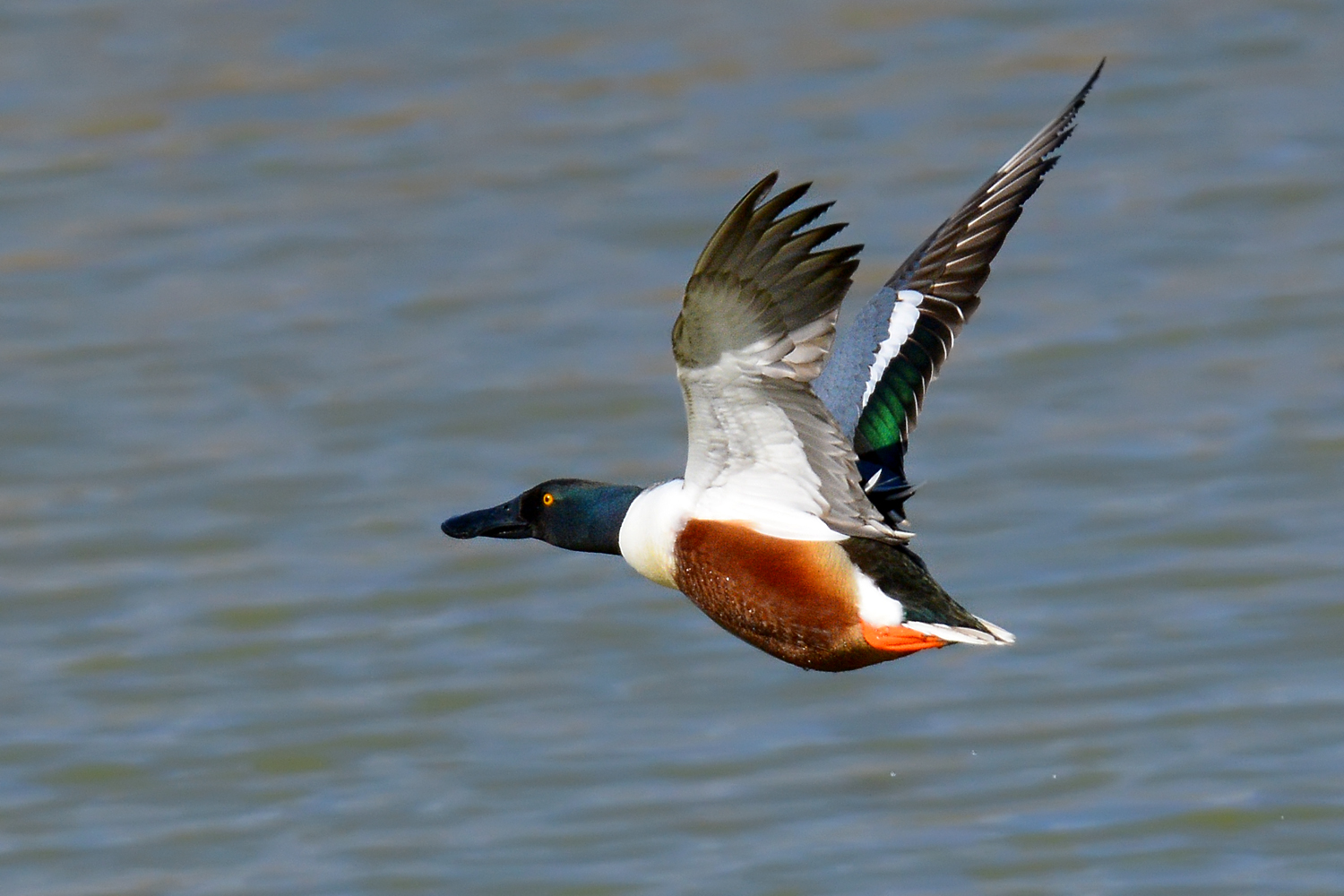 Oasi Torrile - Mestolone