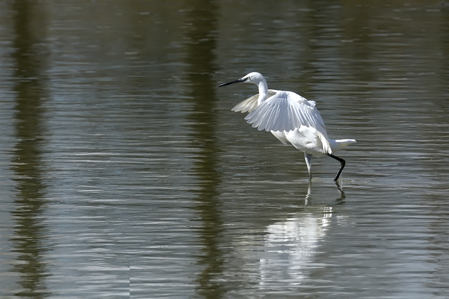 Oasi Torrile - Garzetta