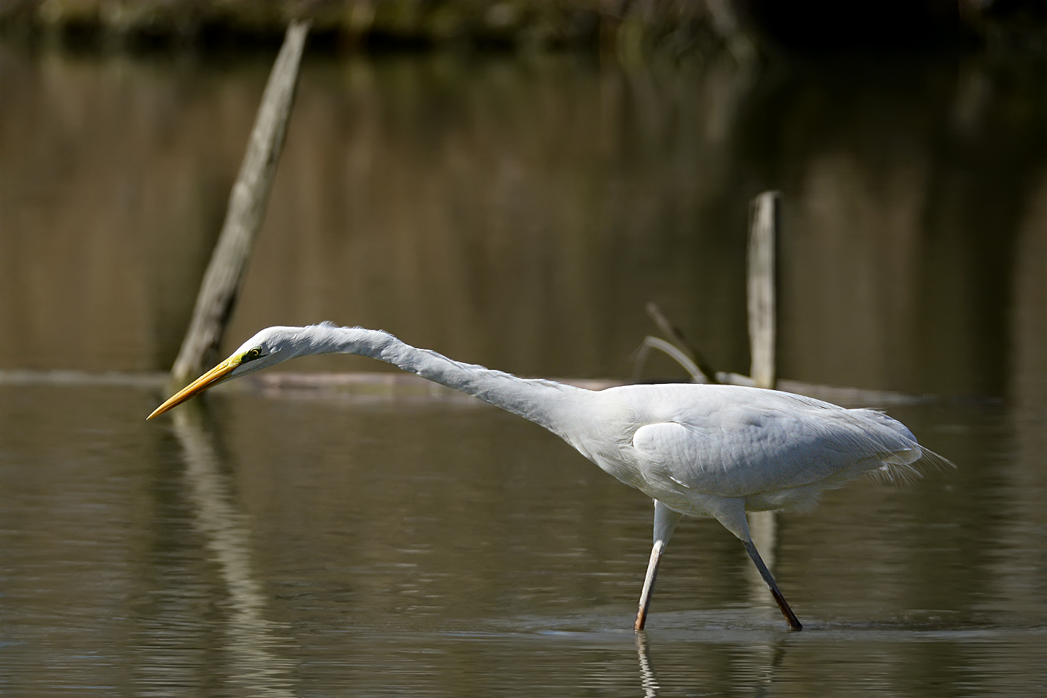 Oasi Torrile - Airone Bianco