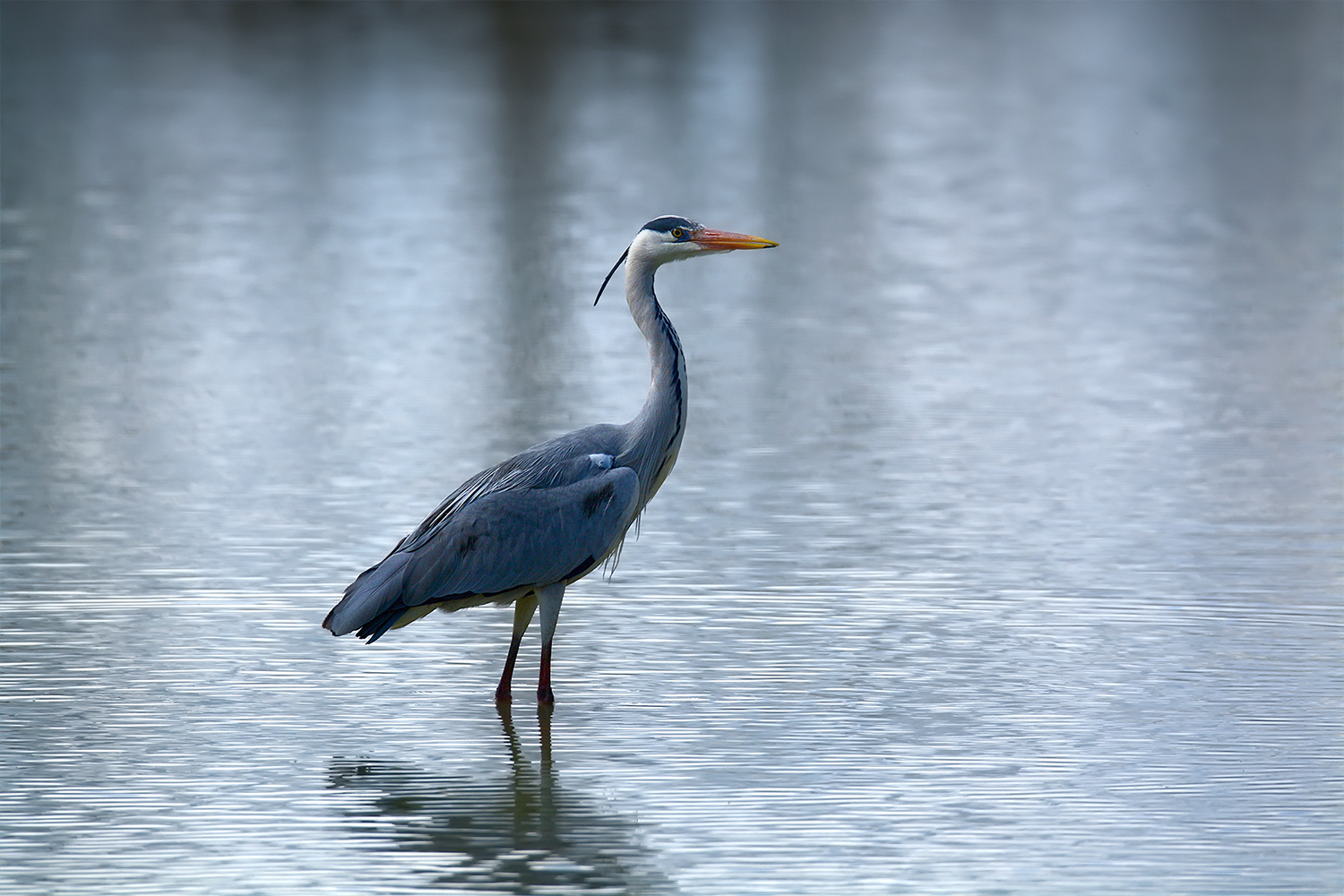 Oasi Torrile - Airone Cenerino