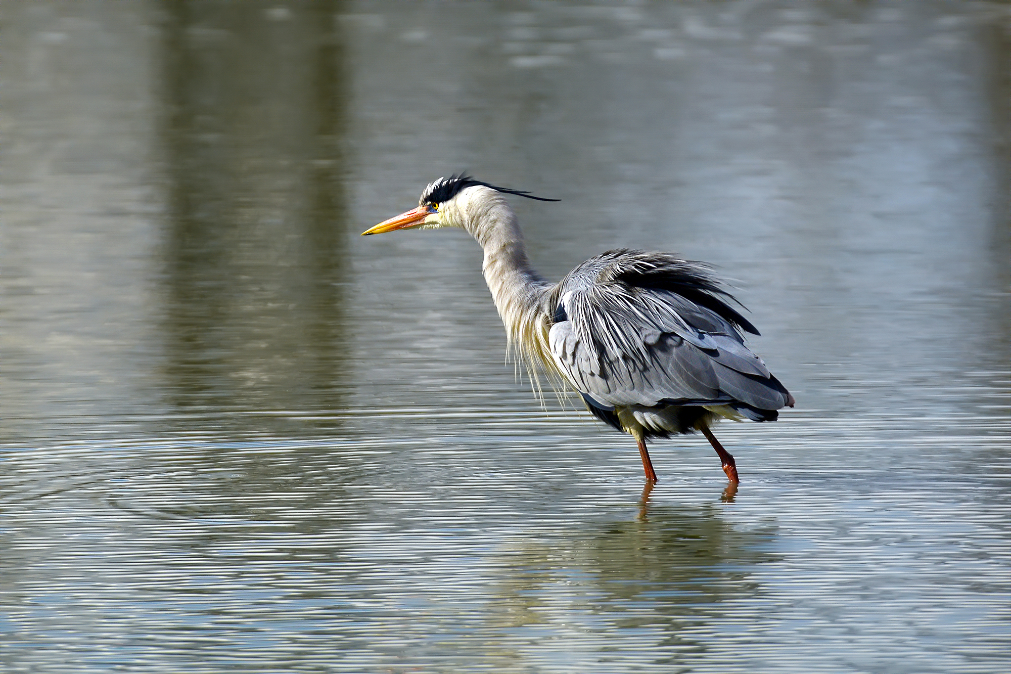 Oasi Torrile - Airone Cenerino