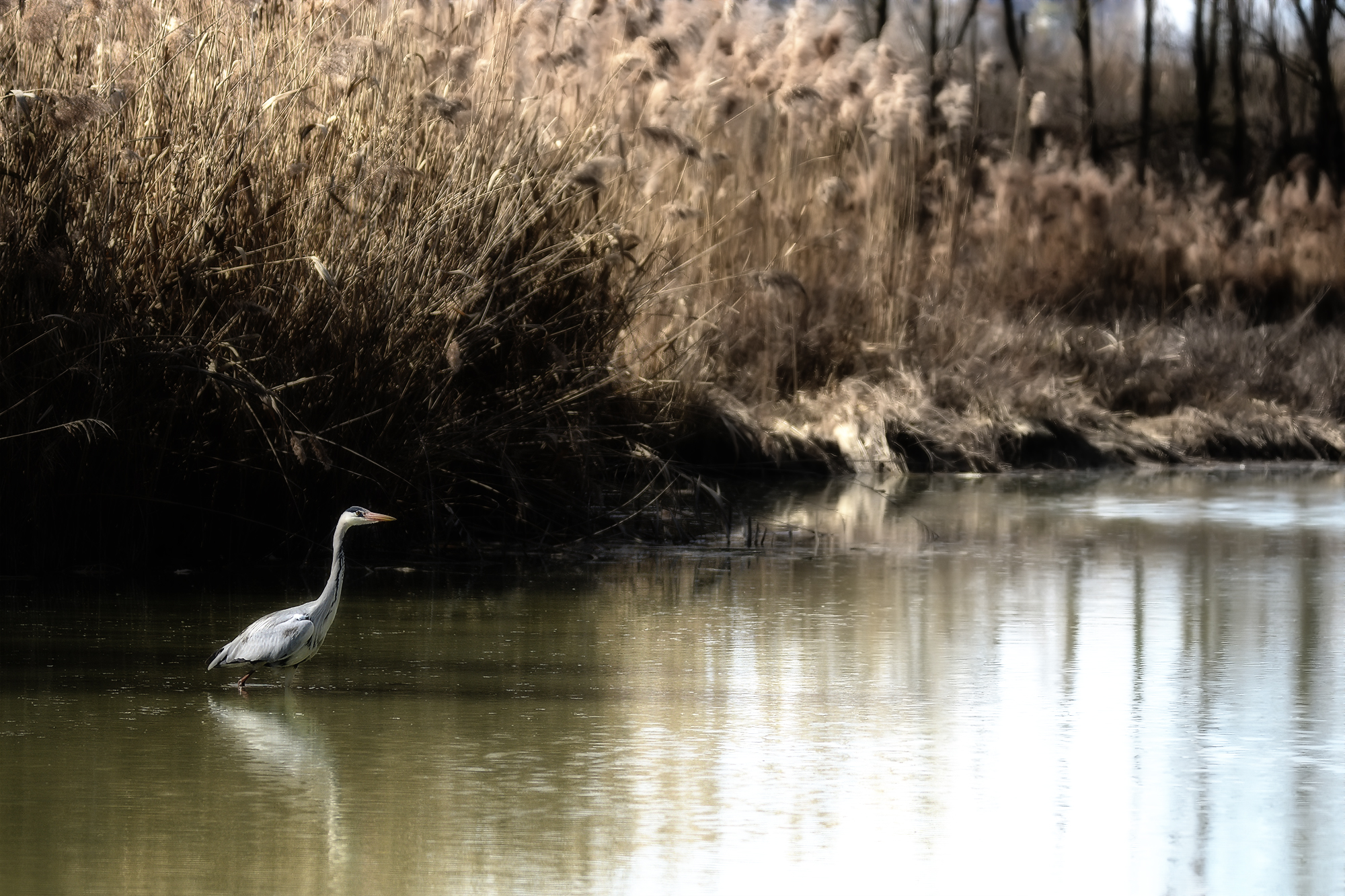 Oasi Torrile - Airone Cenerino