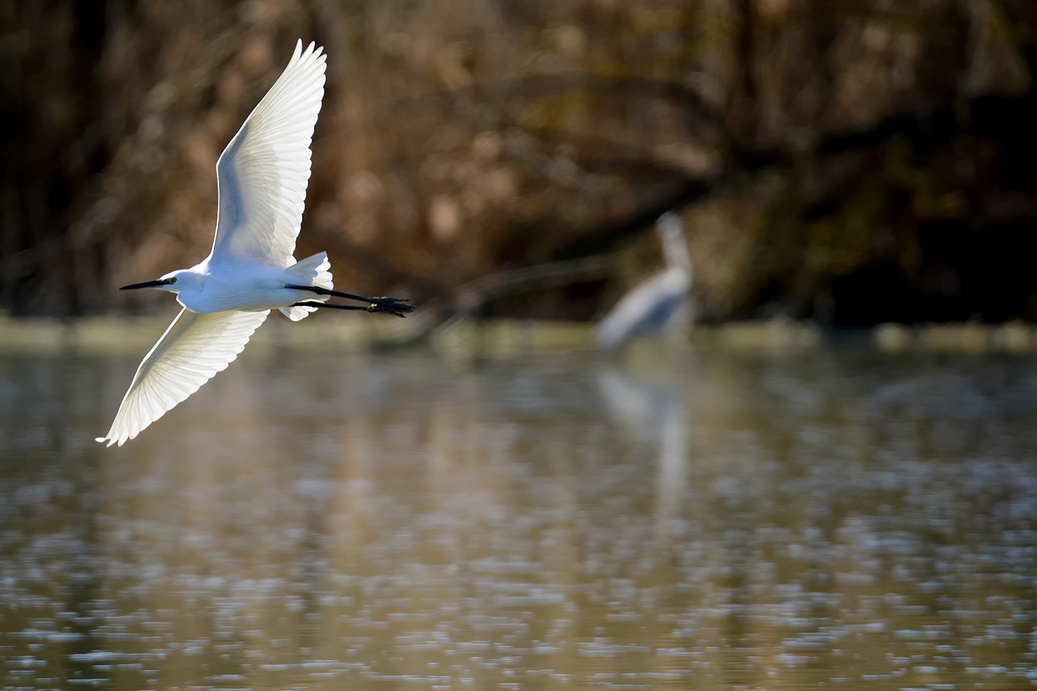 Oasi Torrile - Airone Bianco