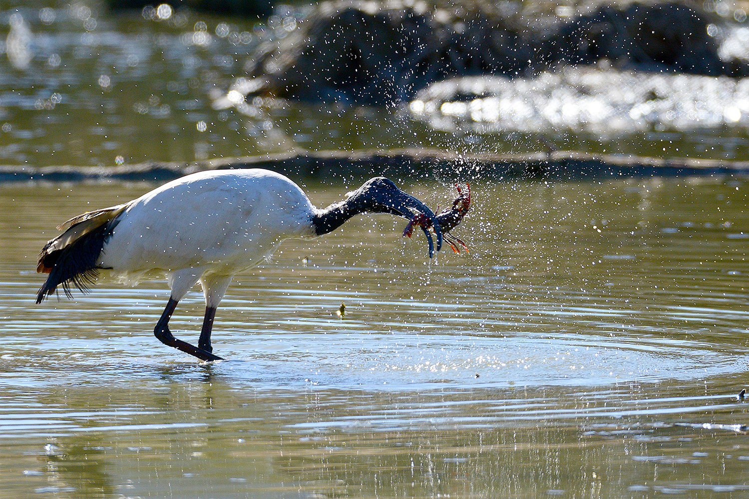 Oasi Torrile - Ibis Sacro