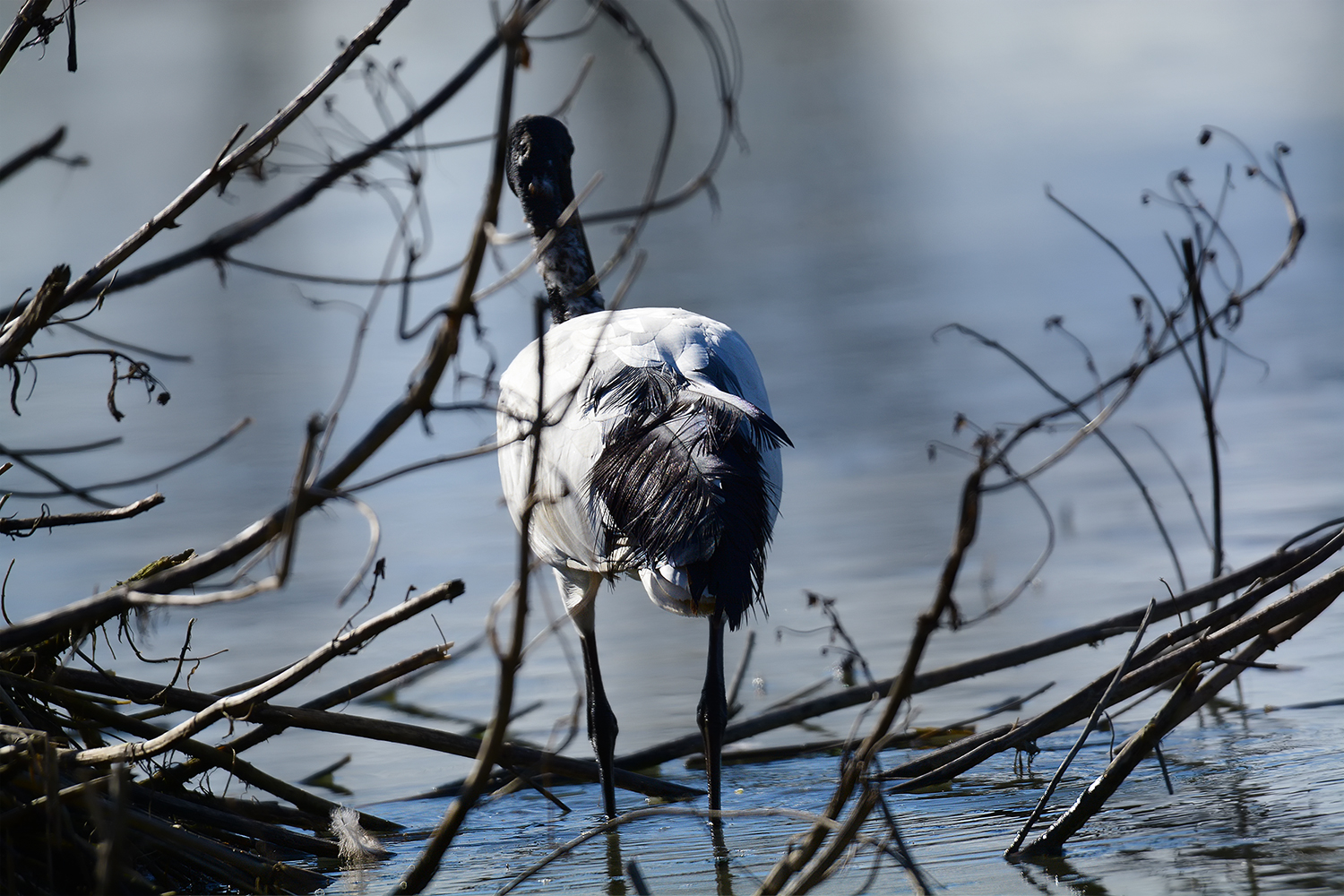 Oasi Torrile - Ibis Sacro