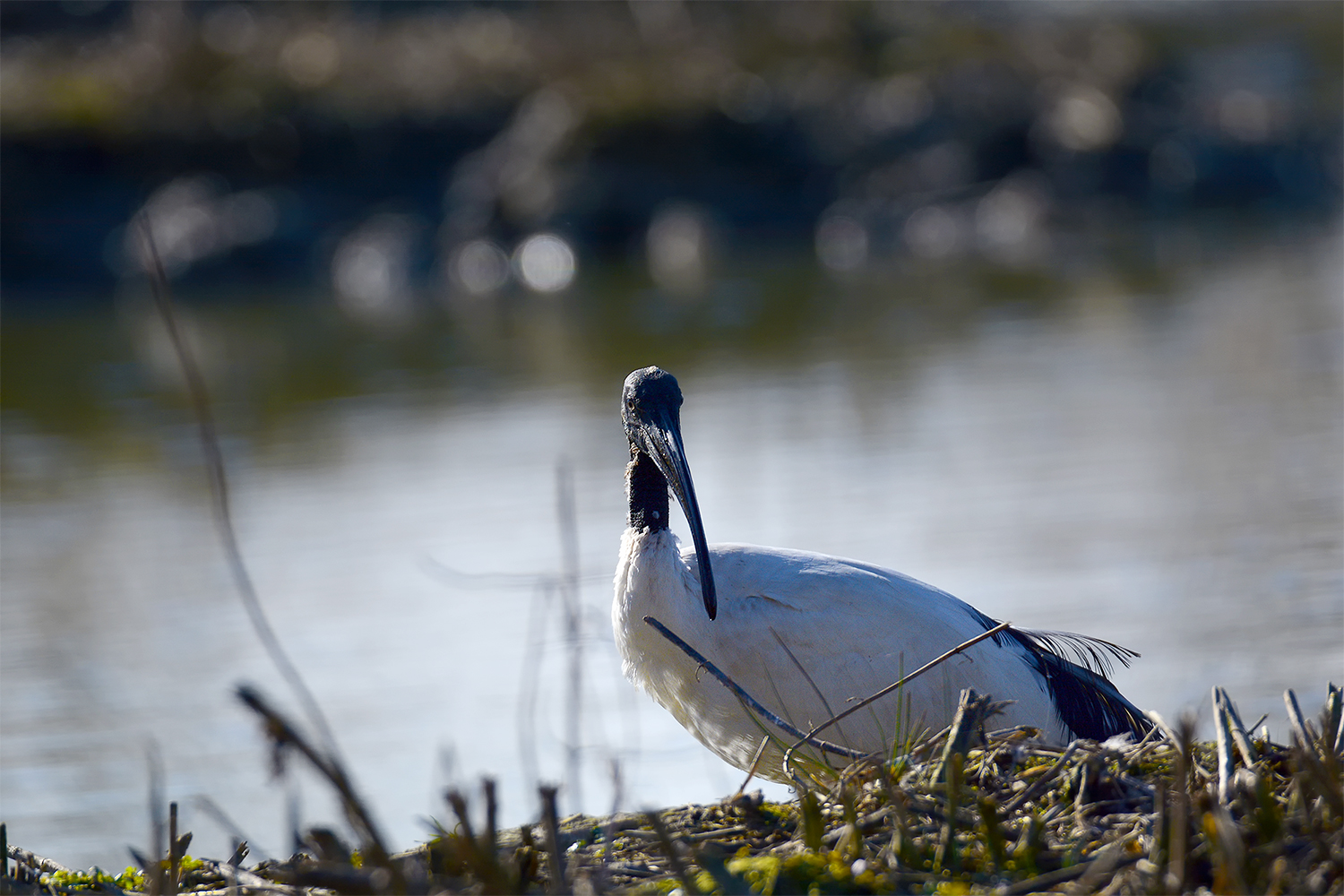 Oasi Torrile - Ibis Sacro