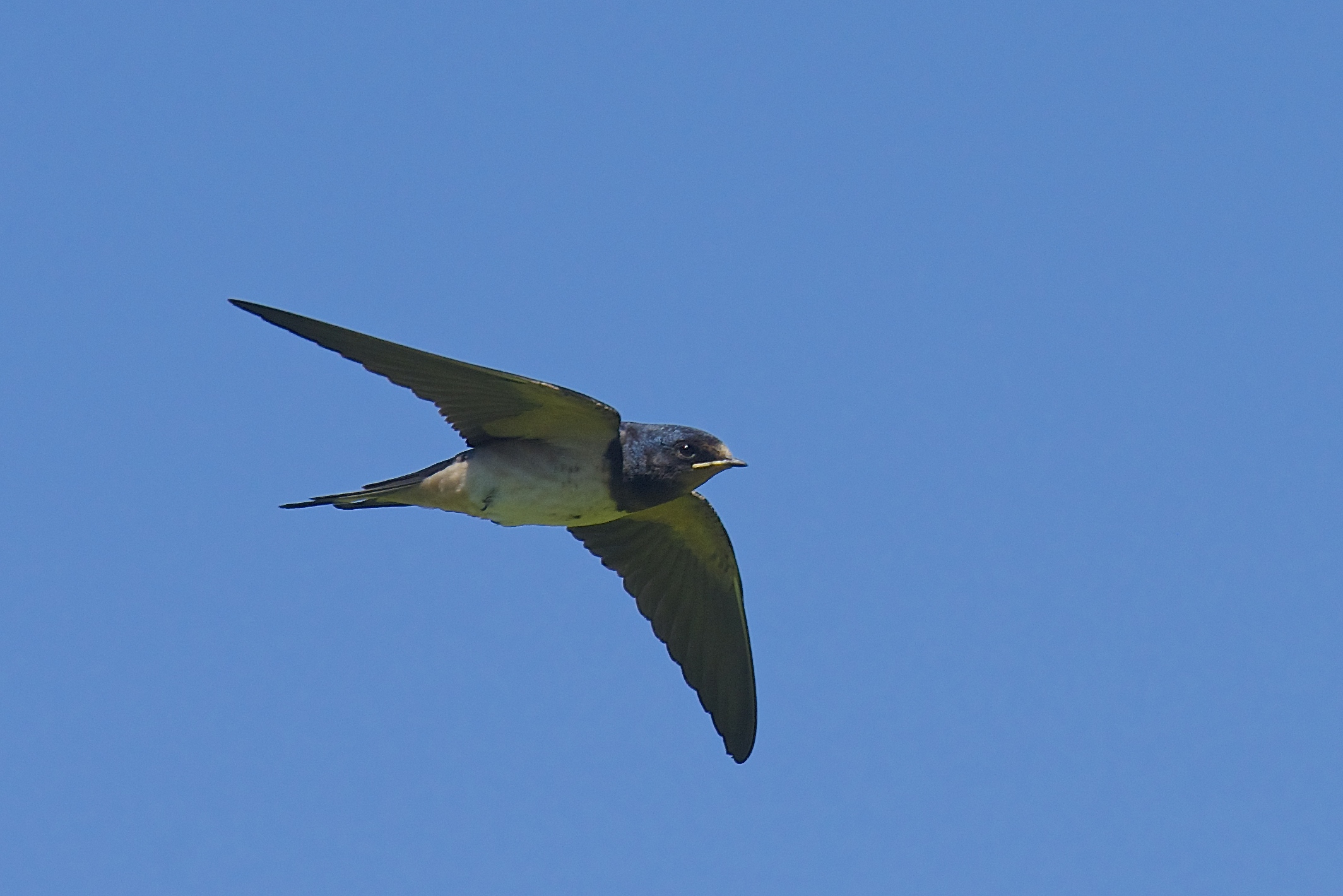 Ci ho provato anch'io...