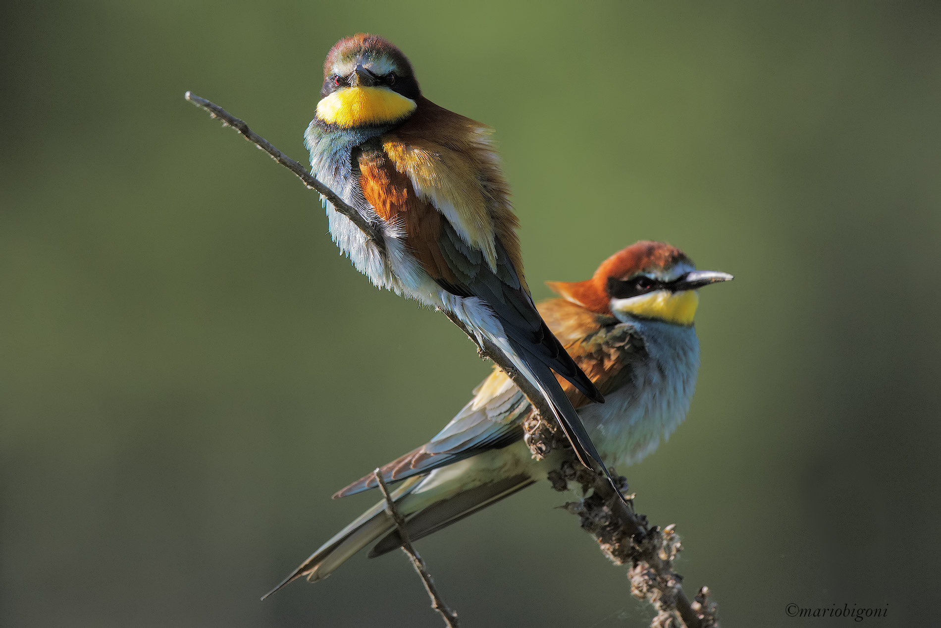 bee-eaters