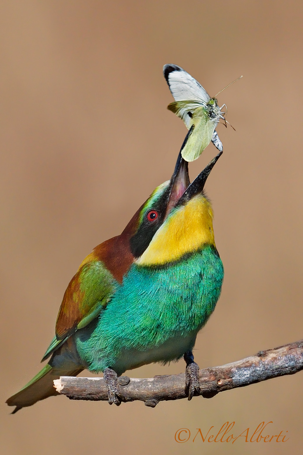 il gruccione e la farfalla !