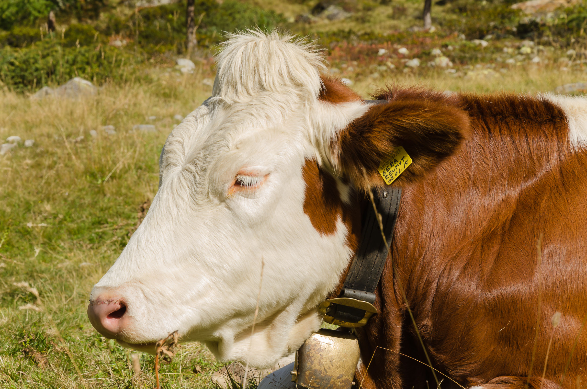 Altopiano verso Rifugio Roma