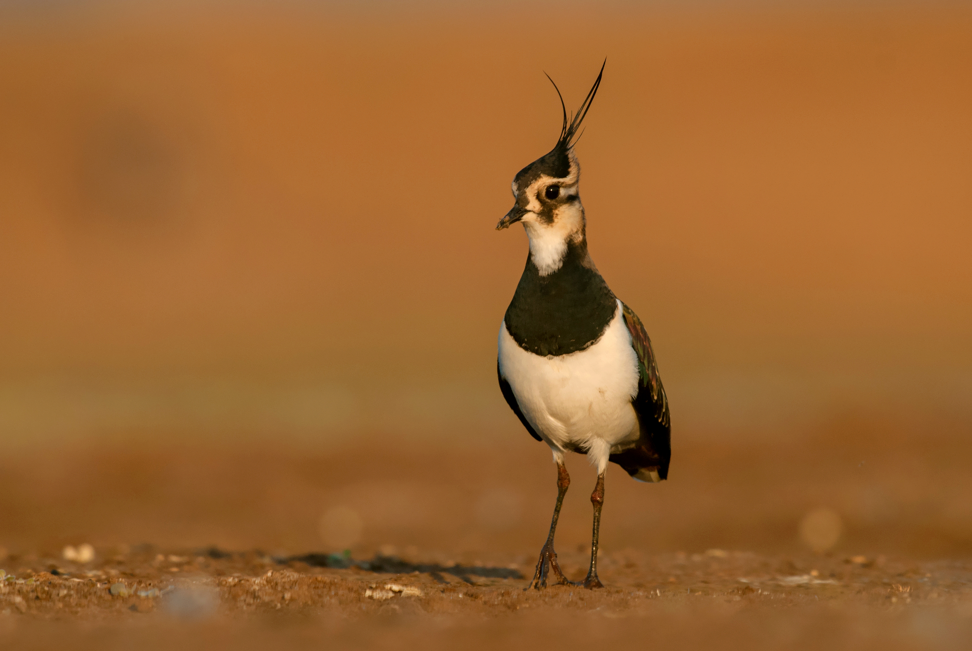 northern lapwing