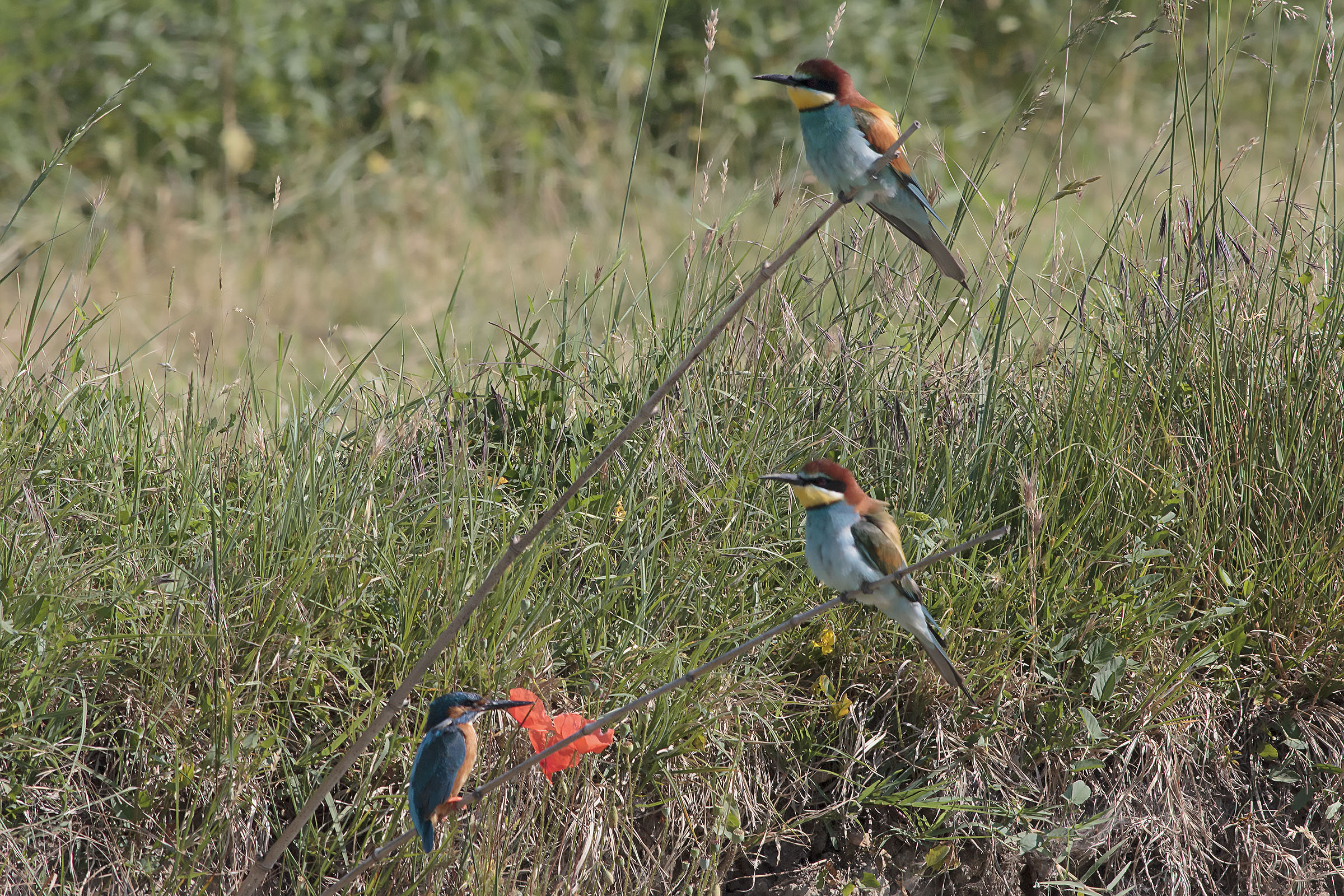 bee-eaters & martin