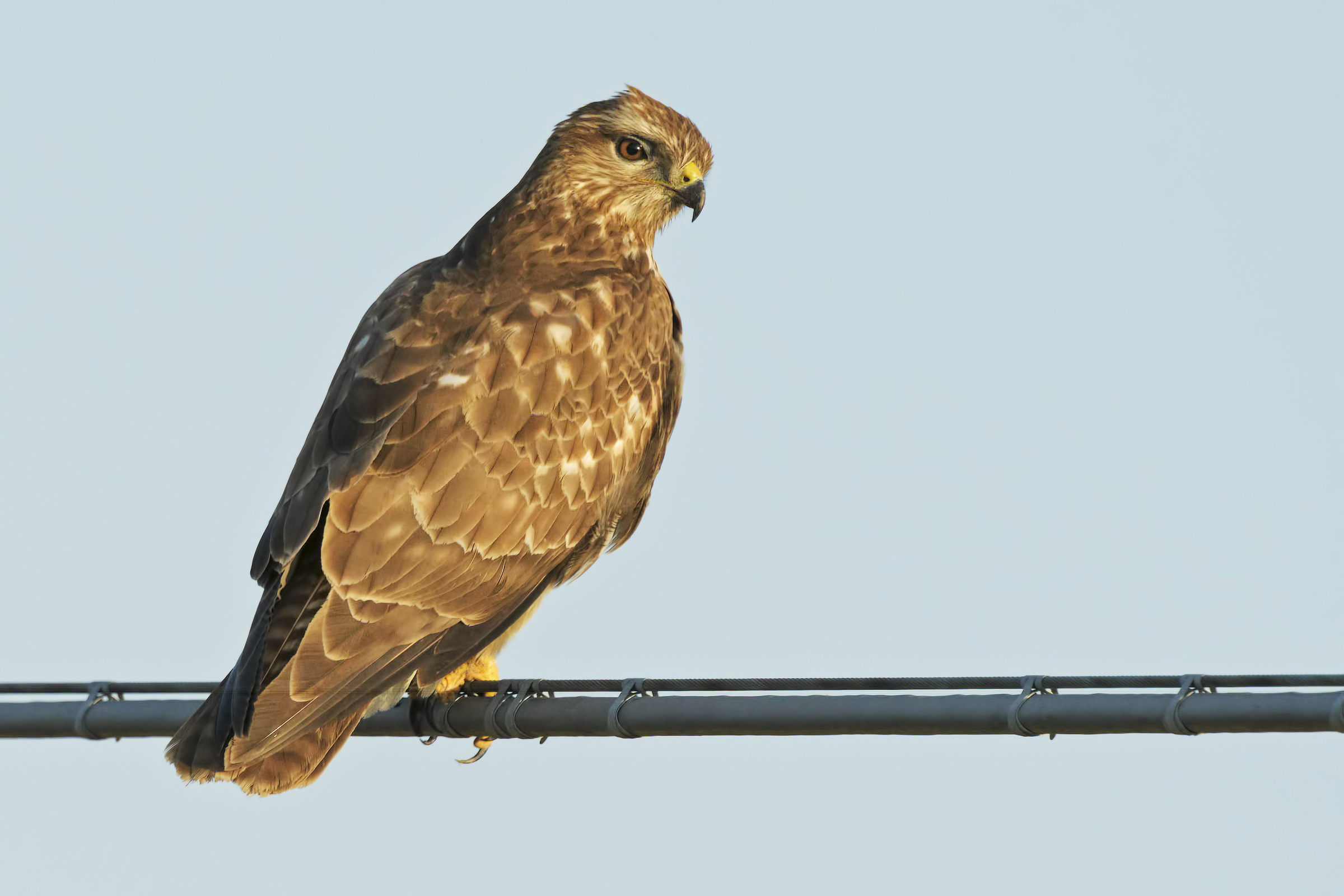 Poiana (Buteo buteo)