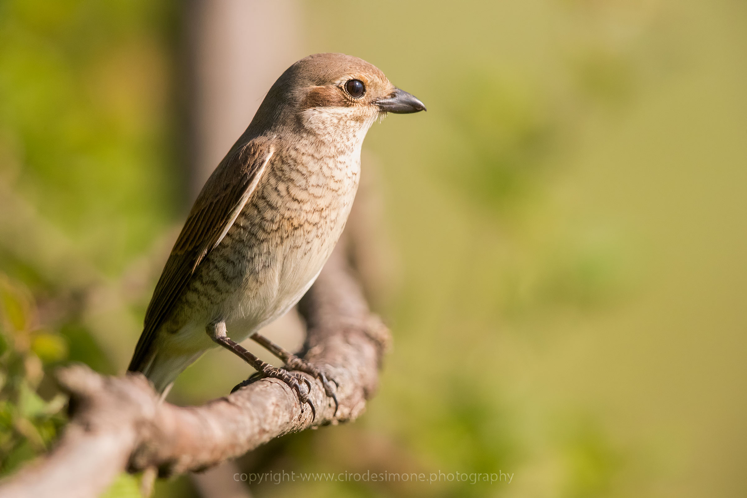Averla piccola femmina