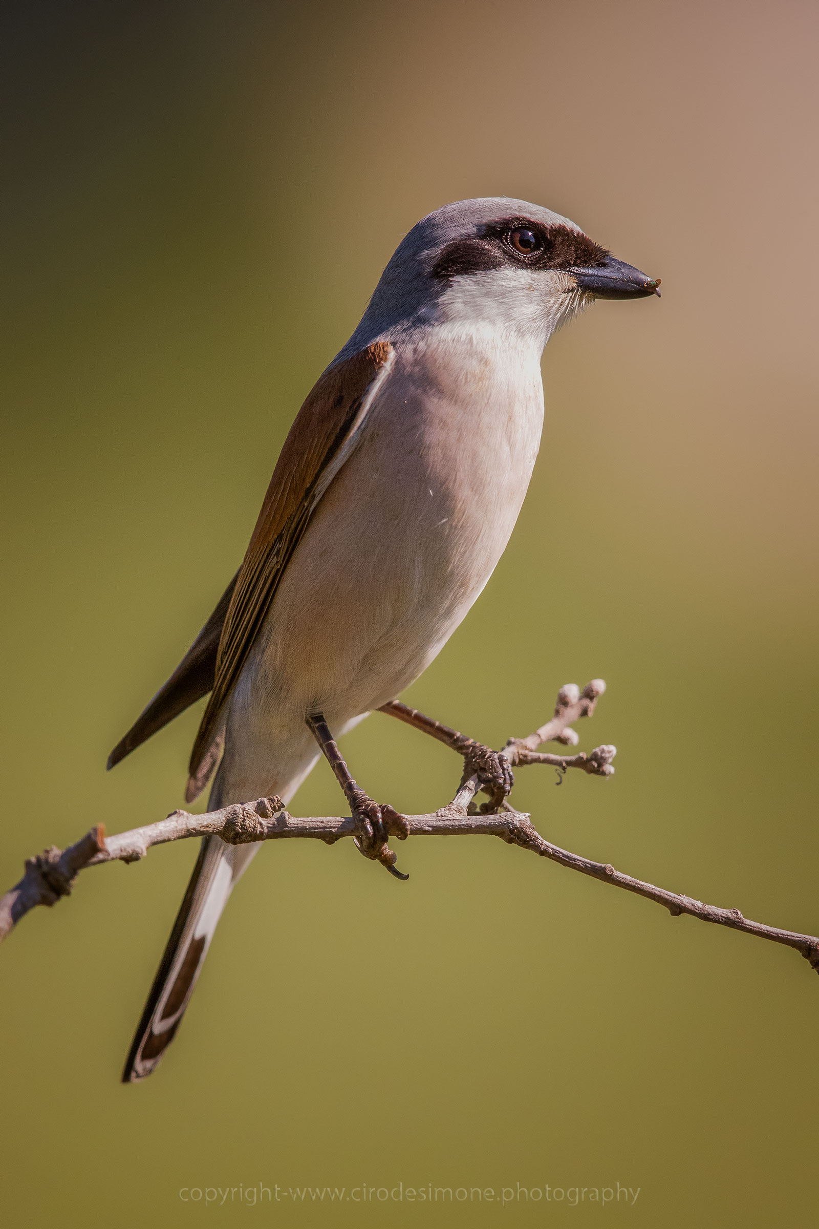 Ritratto di un bel maschietto