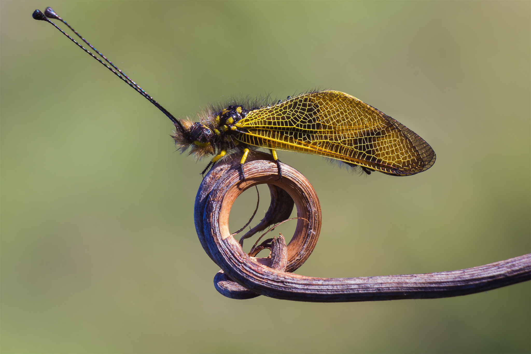 Libelloides coccajus