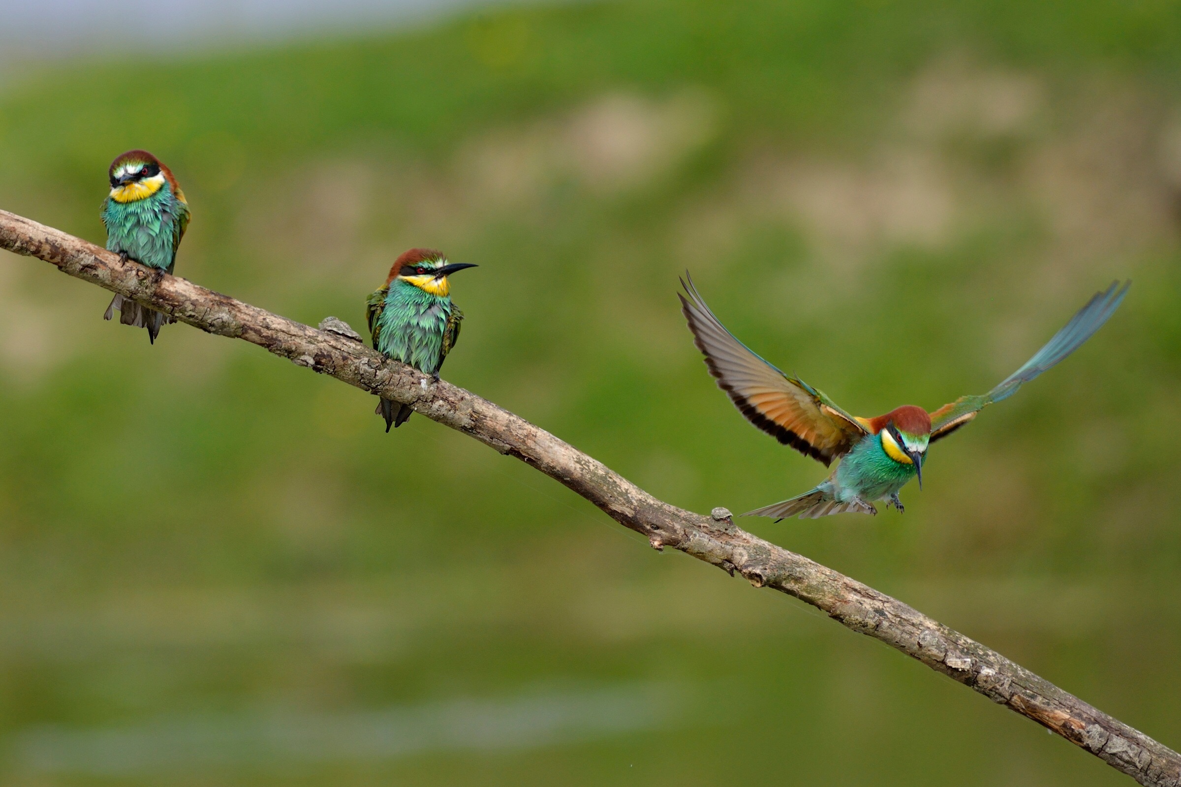 And after the bath .... drying ....