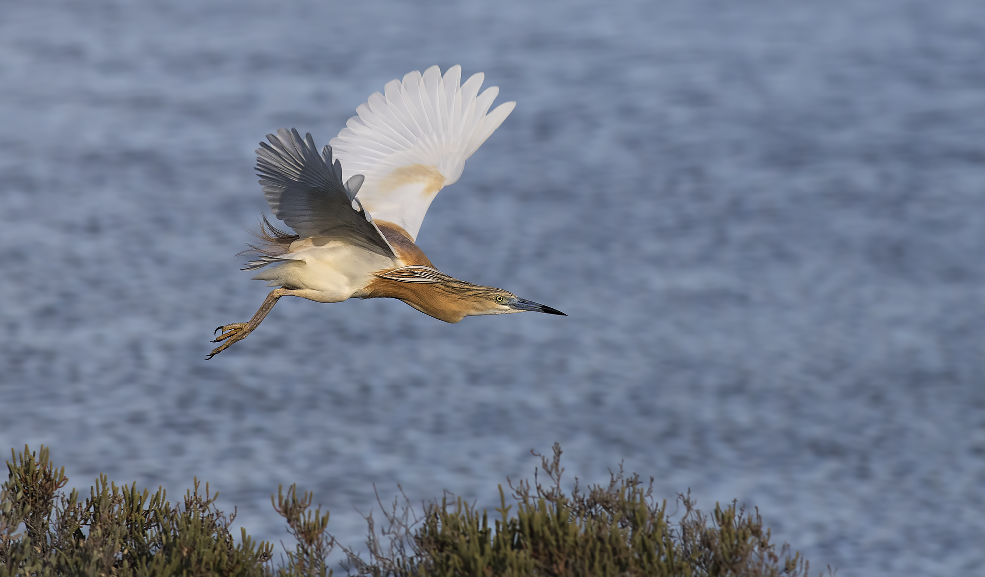 sgarza ciuffetto (ardeola ralloides)