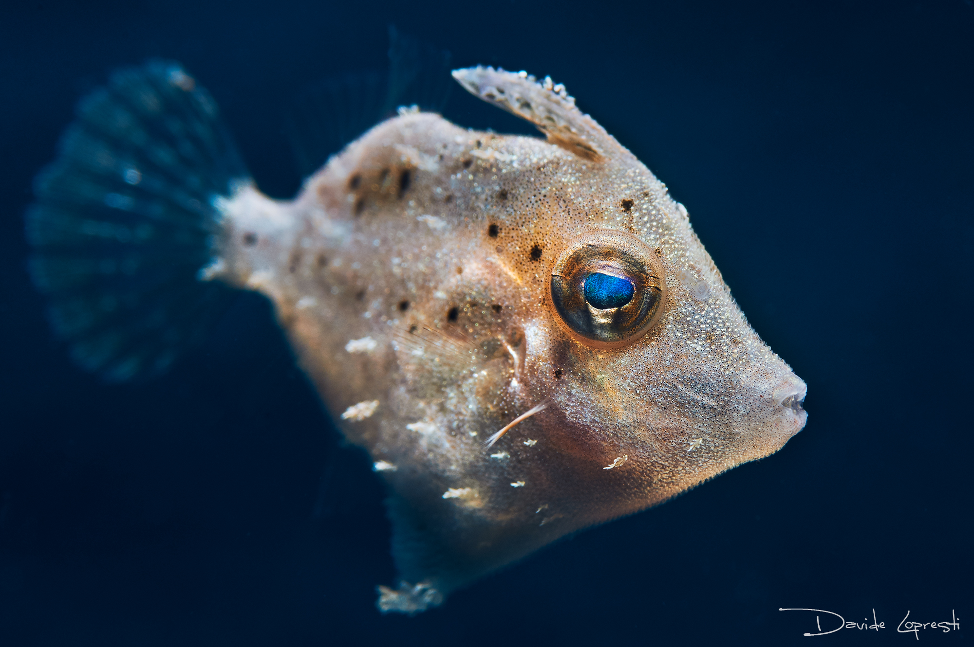 Filefish
