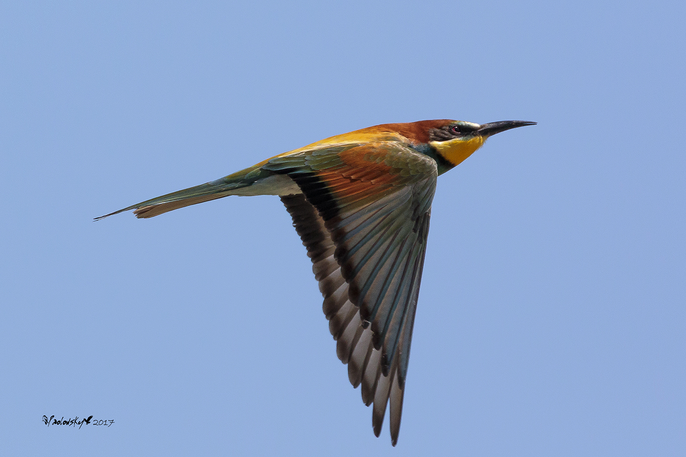 Merops apiaster (Gruccione)
