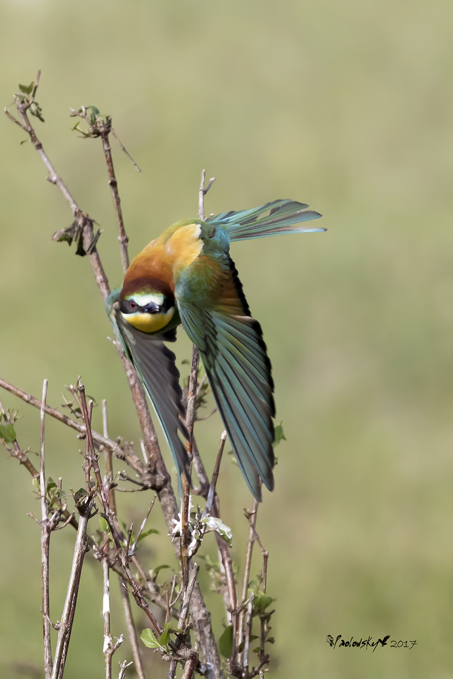 Merops apiaster (Gruccione)