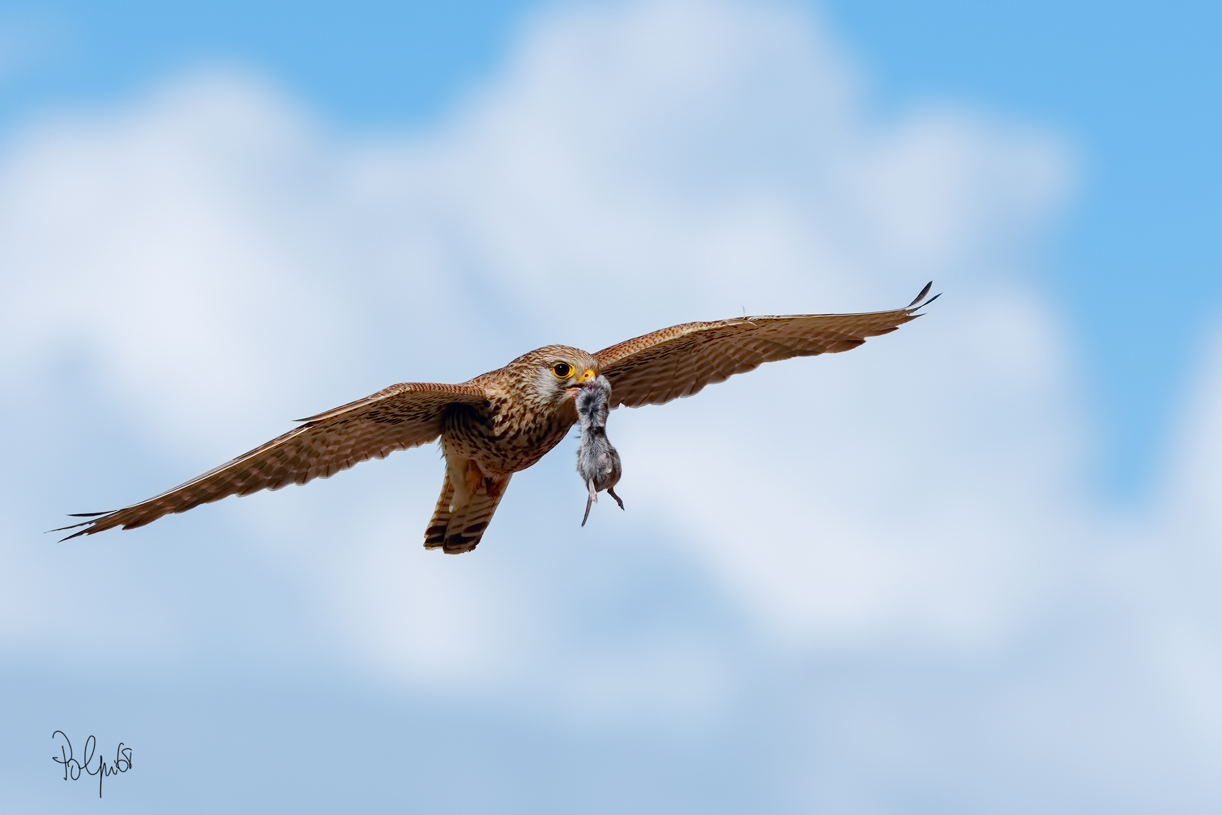 The expense of Miss Gheppio