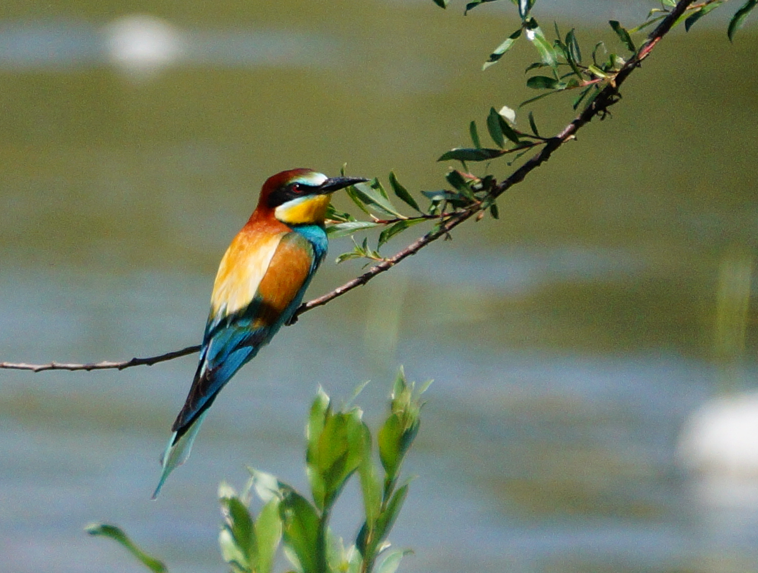 Bee eater