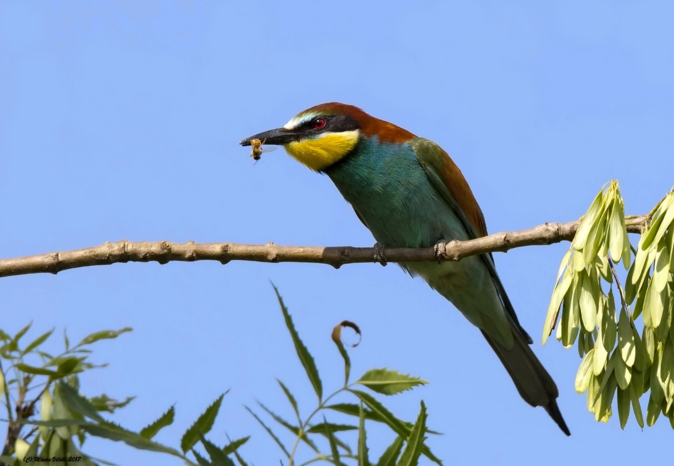 Ape senza speranza...