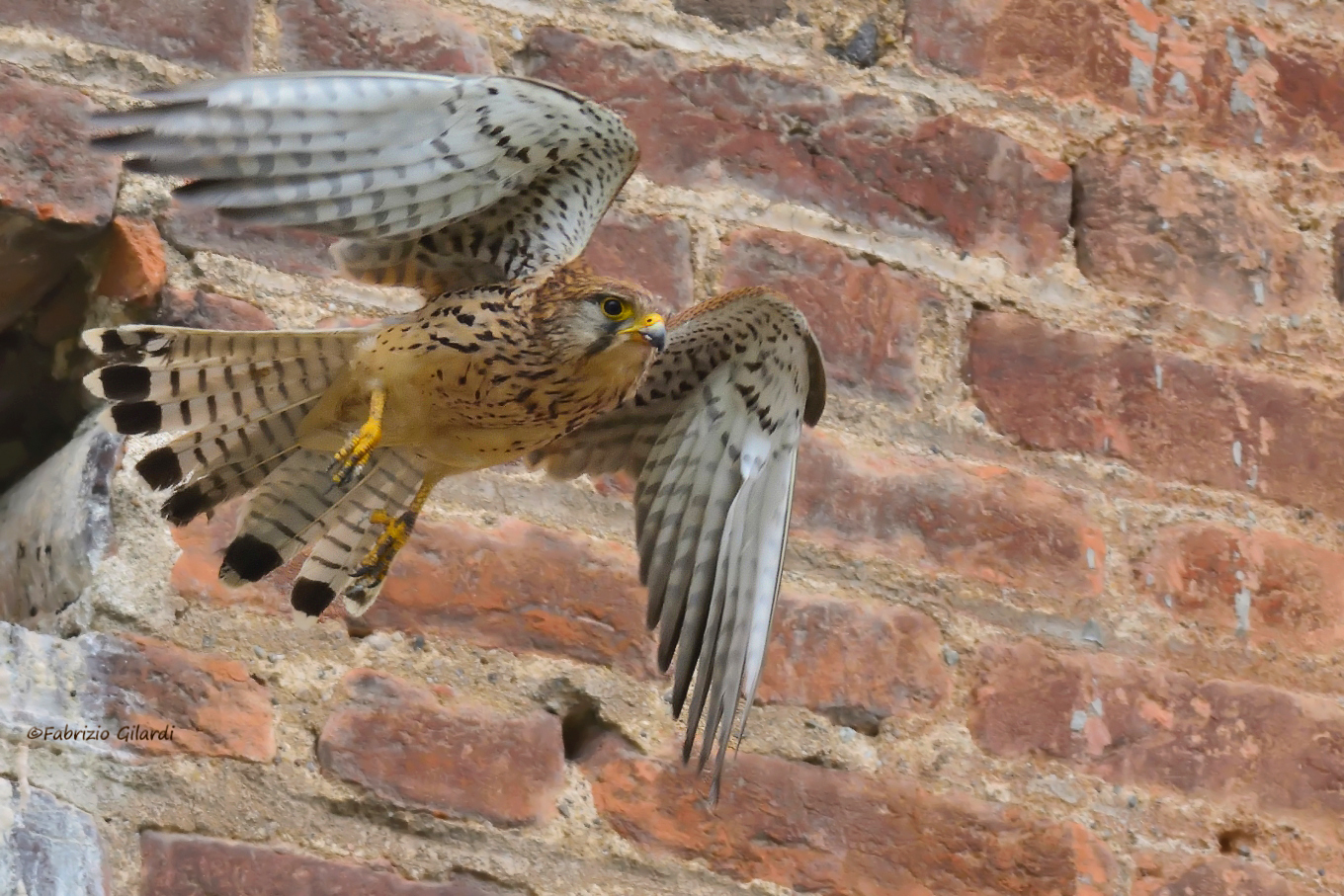 Kestrel (Falco tinnunculus)