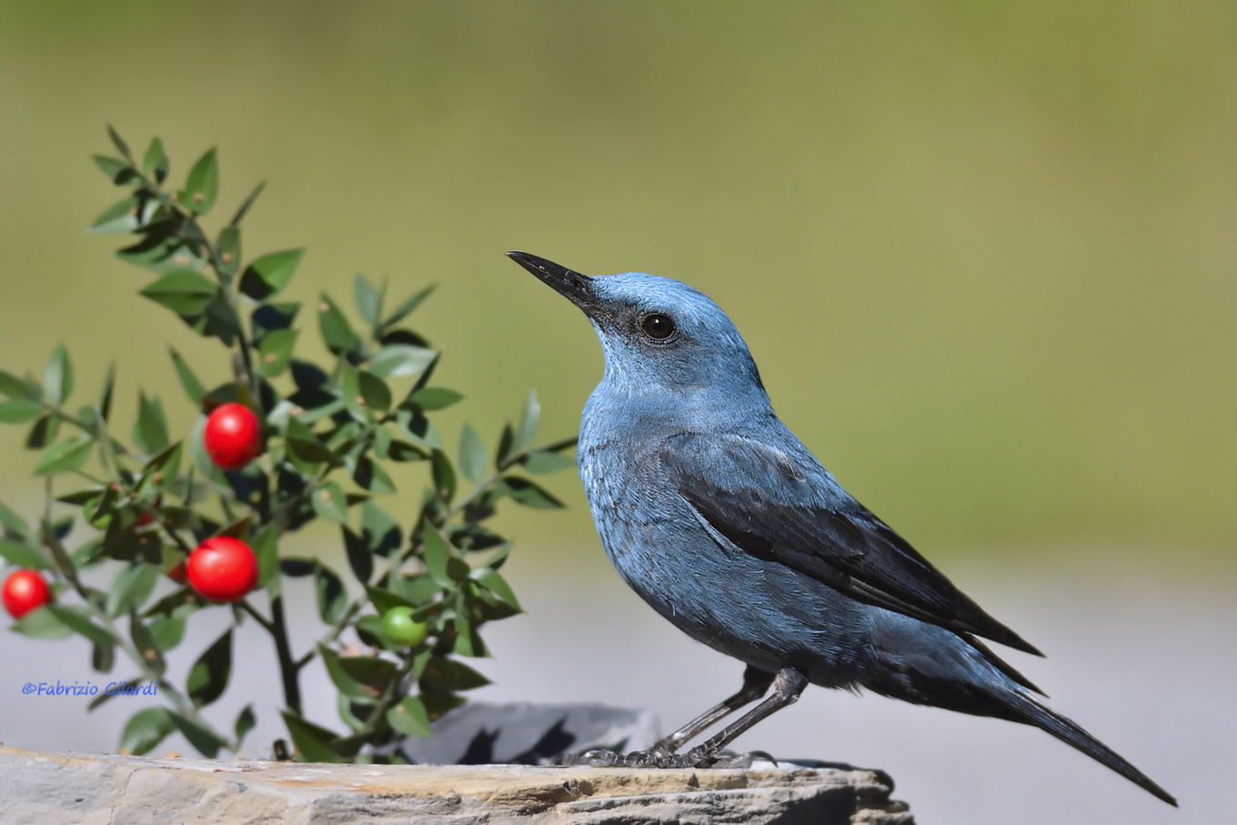 Solitary sparrow (Monticola solitarius)