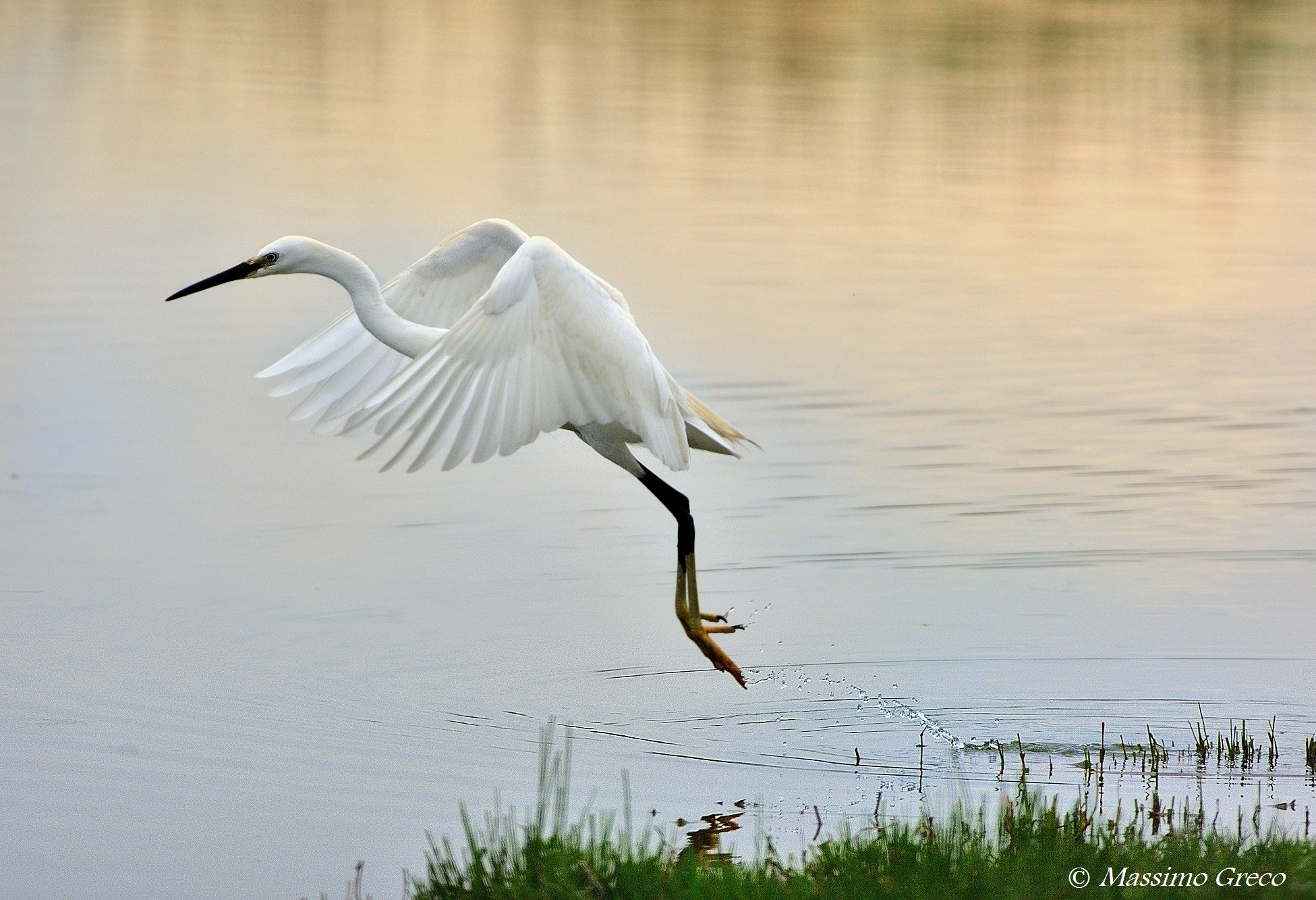 Flight at sunset