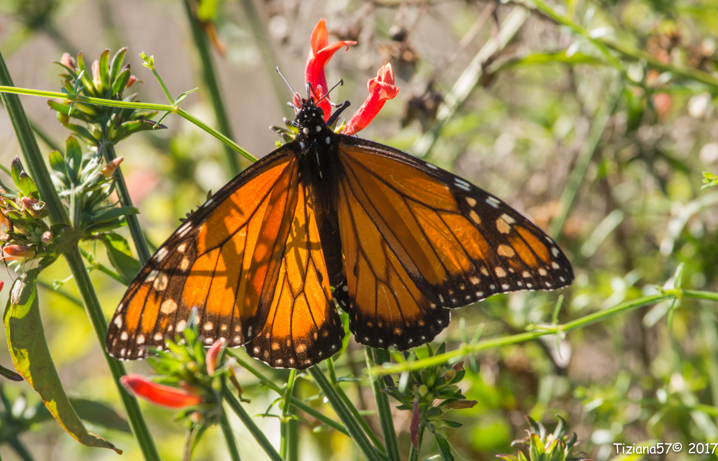 Mariposa Monarca du sur