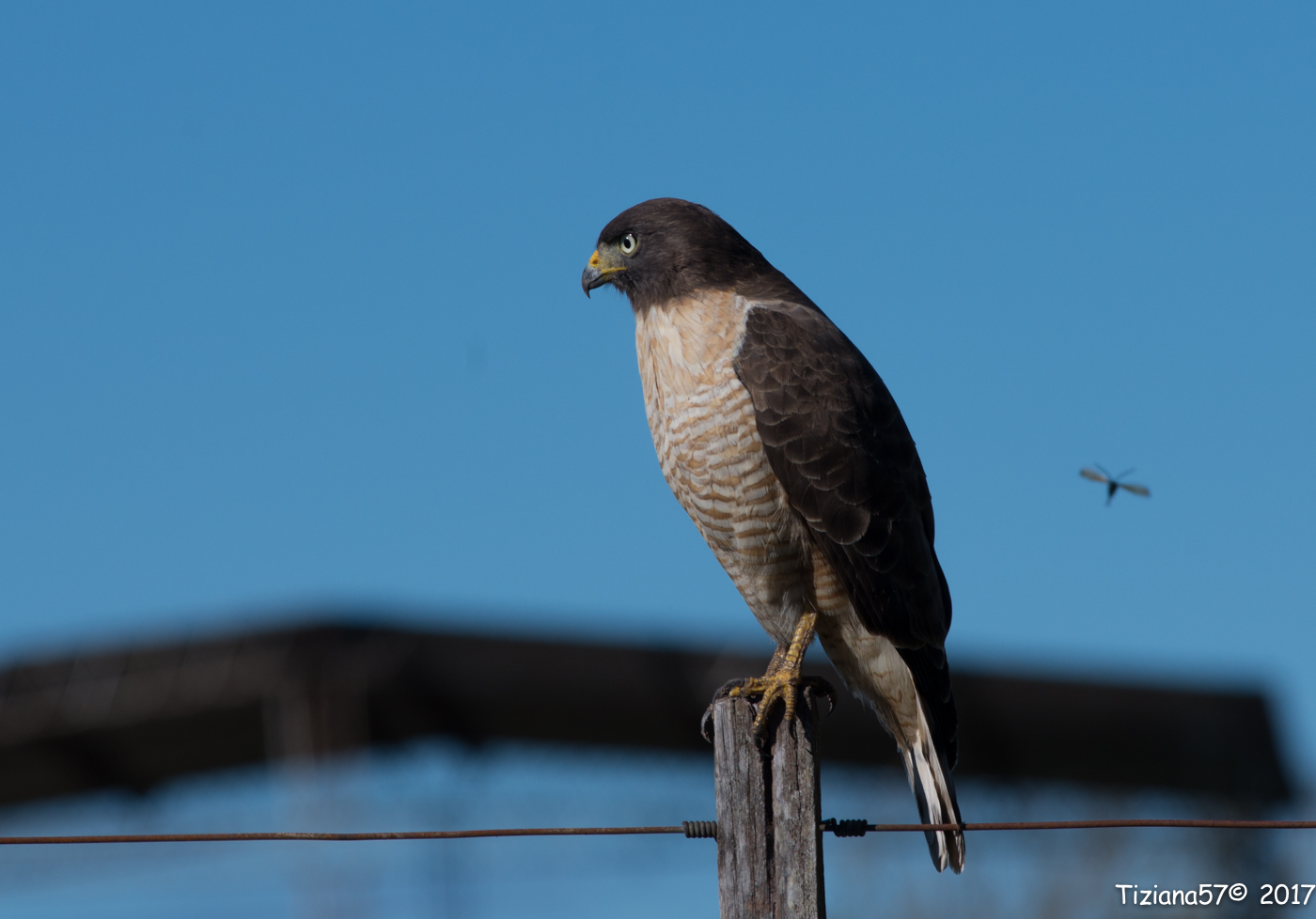 Rupornis Magnirostris