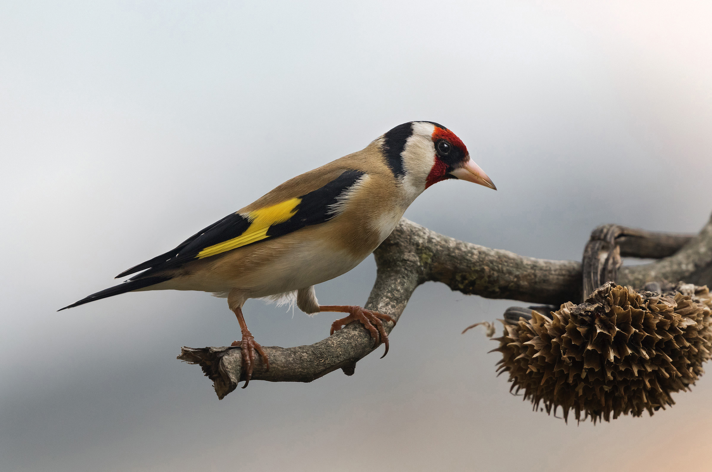 Goldfinch