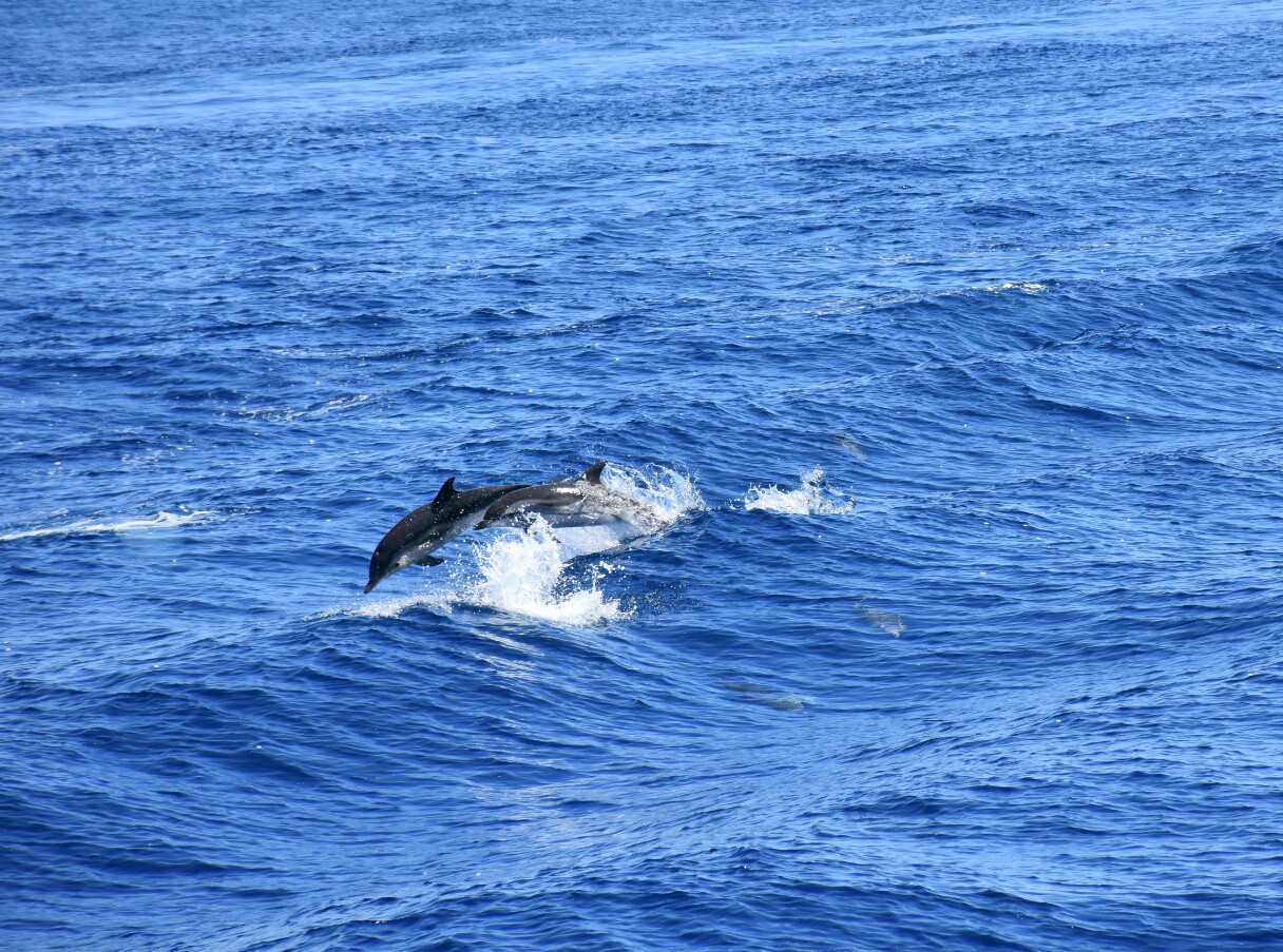 Stenella playing in the waves - May 21, 2017