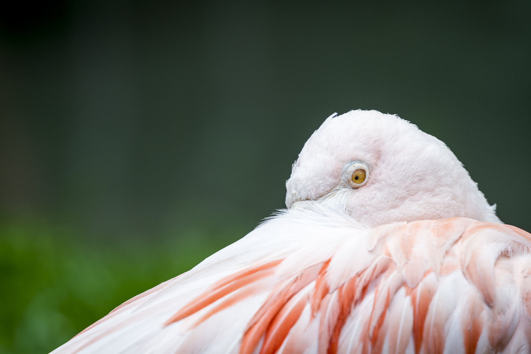 The glimpse of the Flamingo