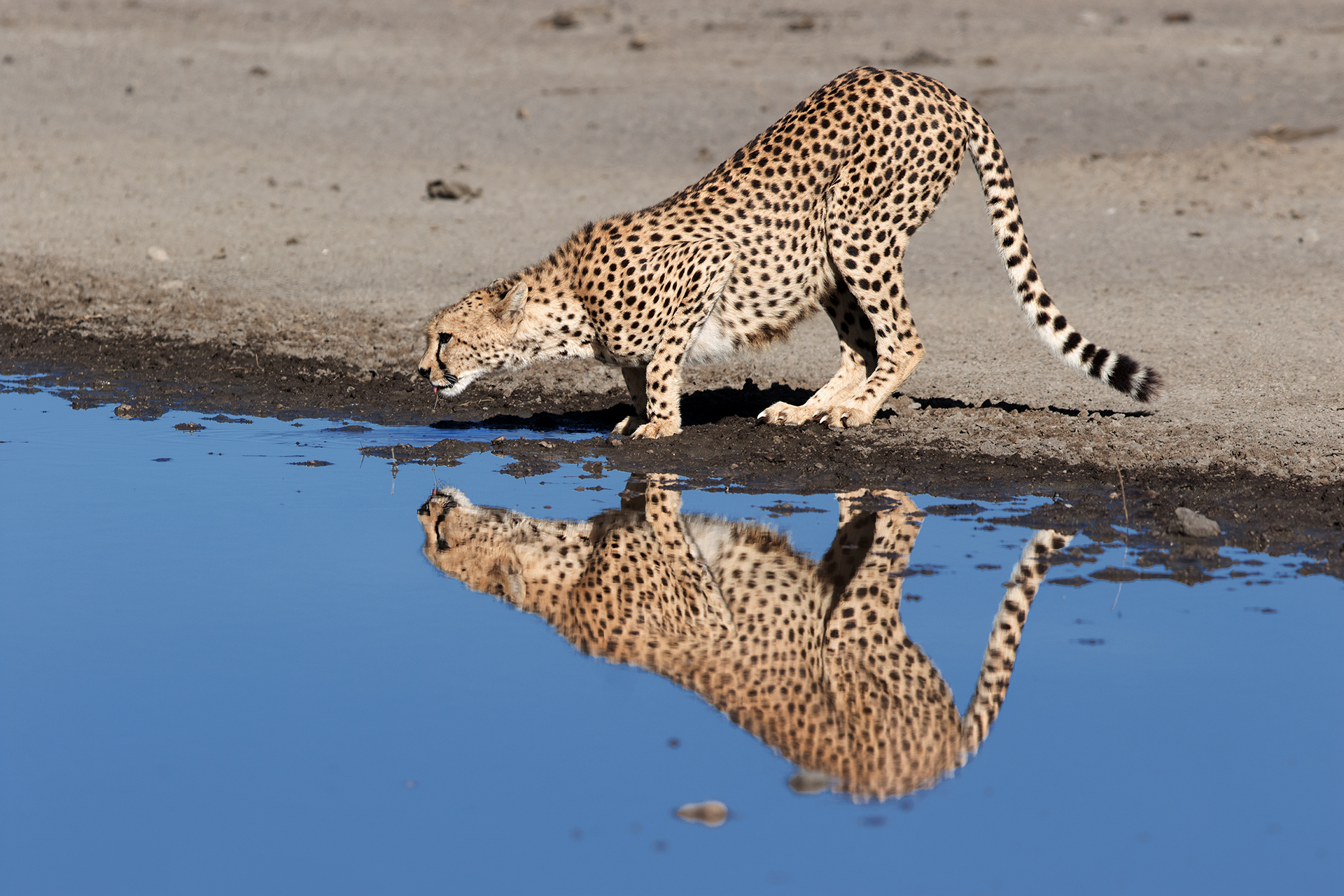 Ci vorrebbe un riflesso