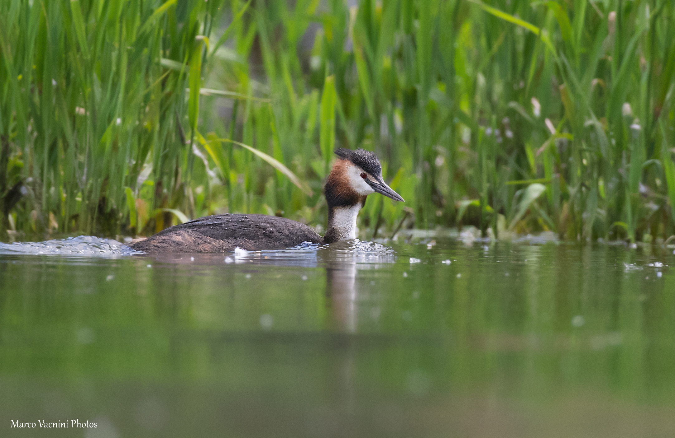 Grebe