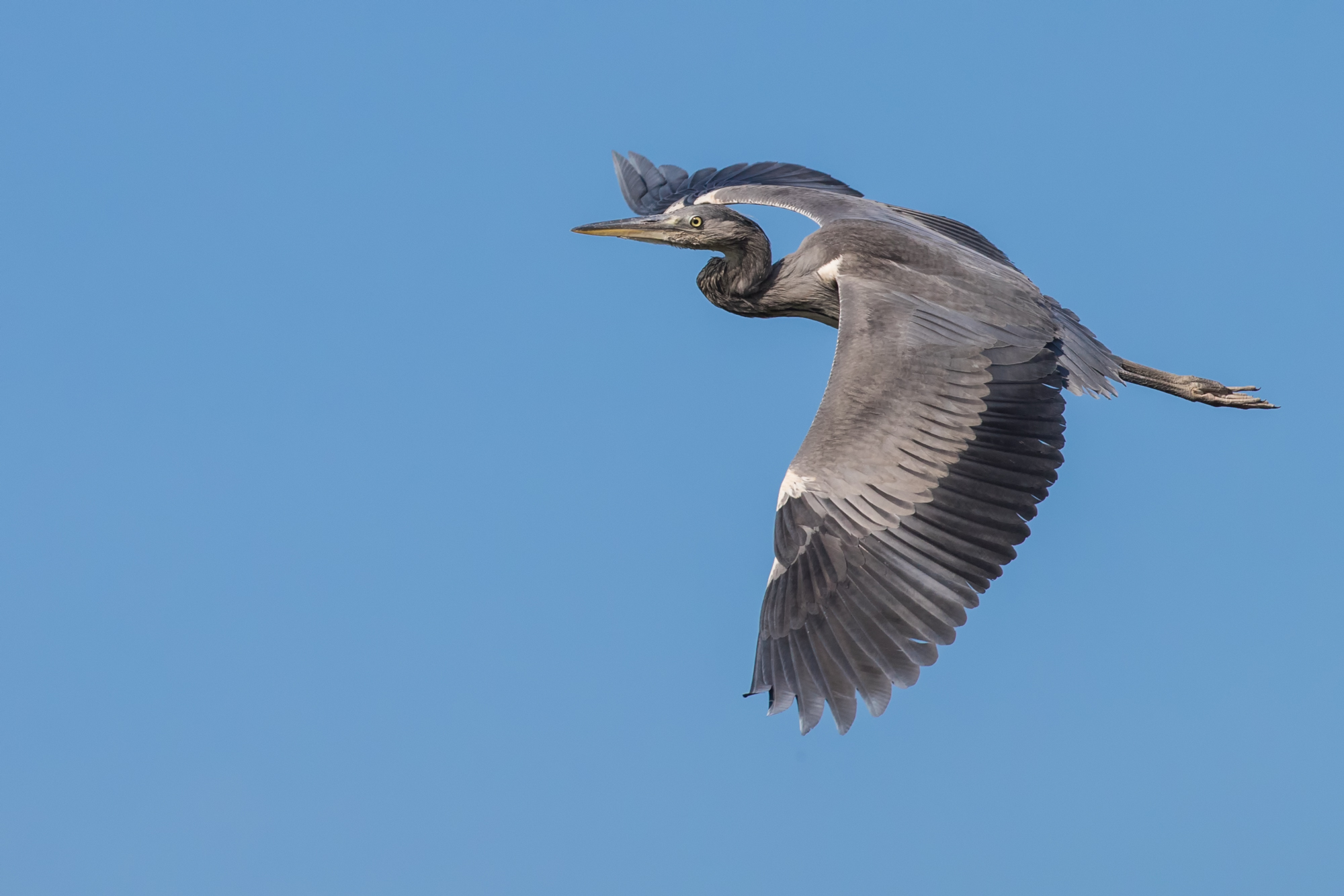Airone cenerino juv.