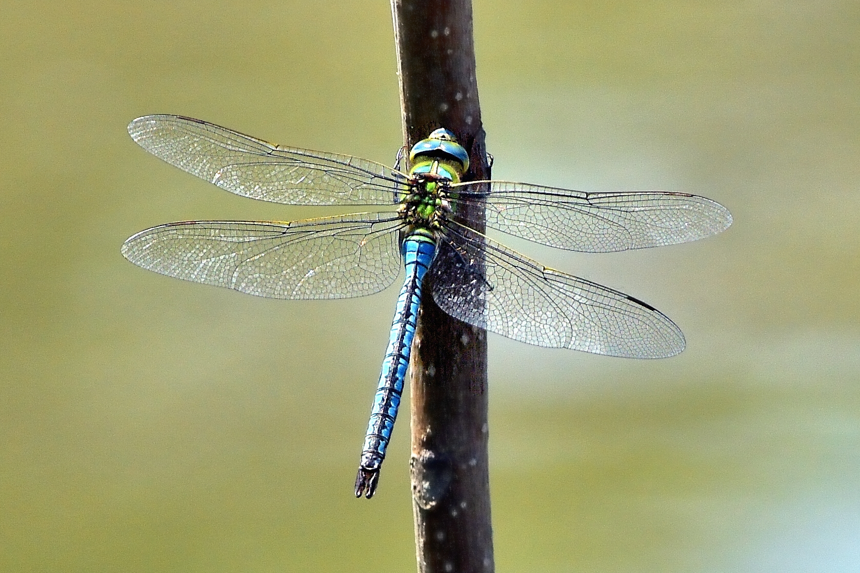 Anax imperator