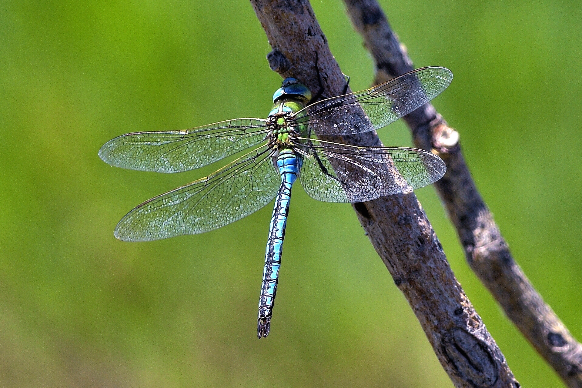 Anax imperator