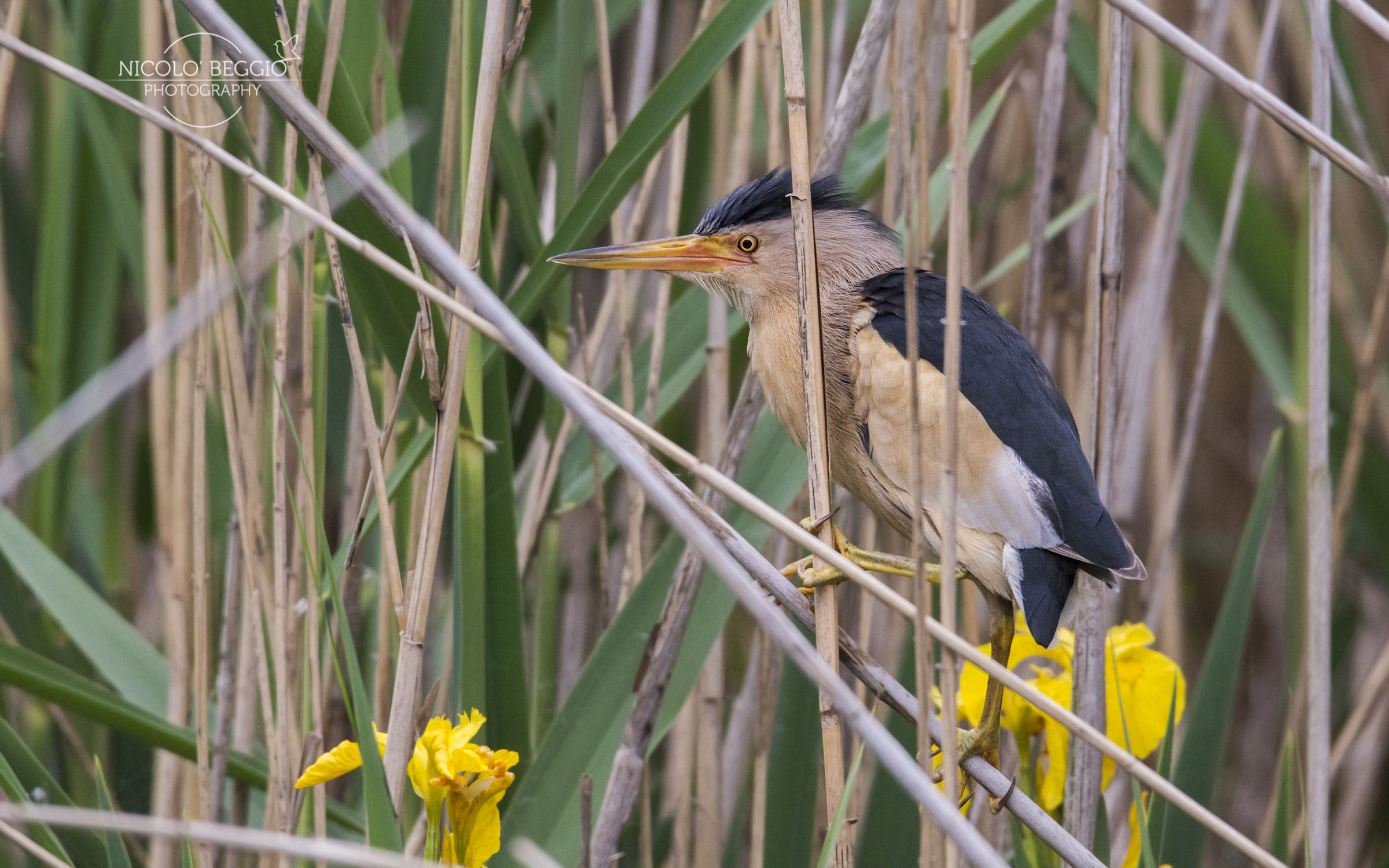 Bittern! Splendid :)