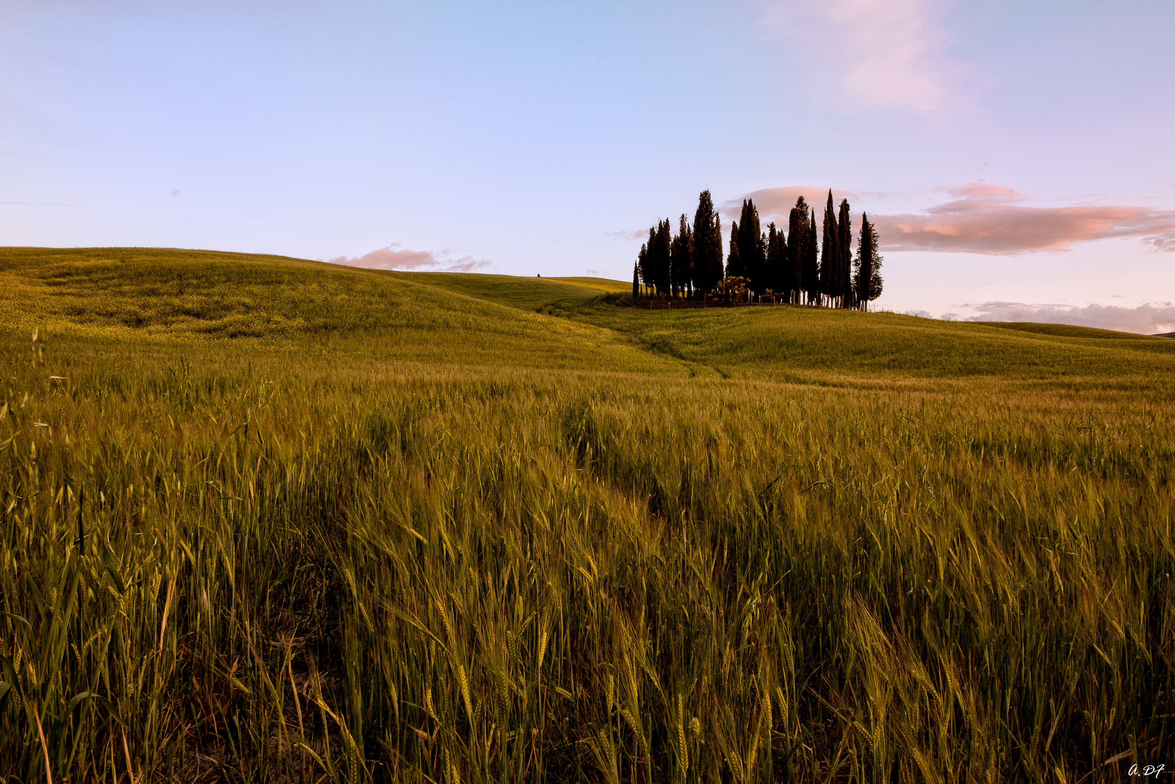 Wheat Trail