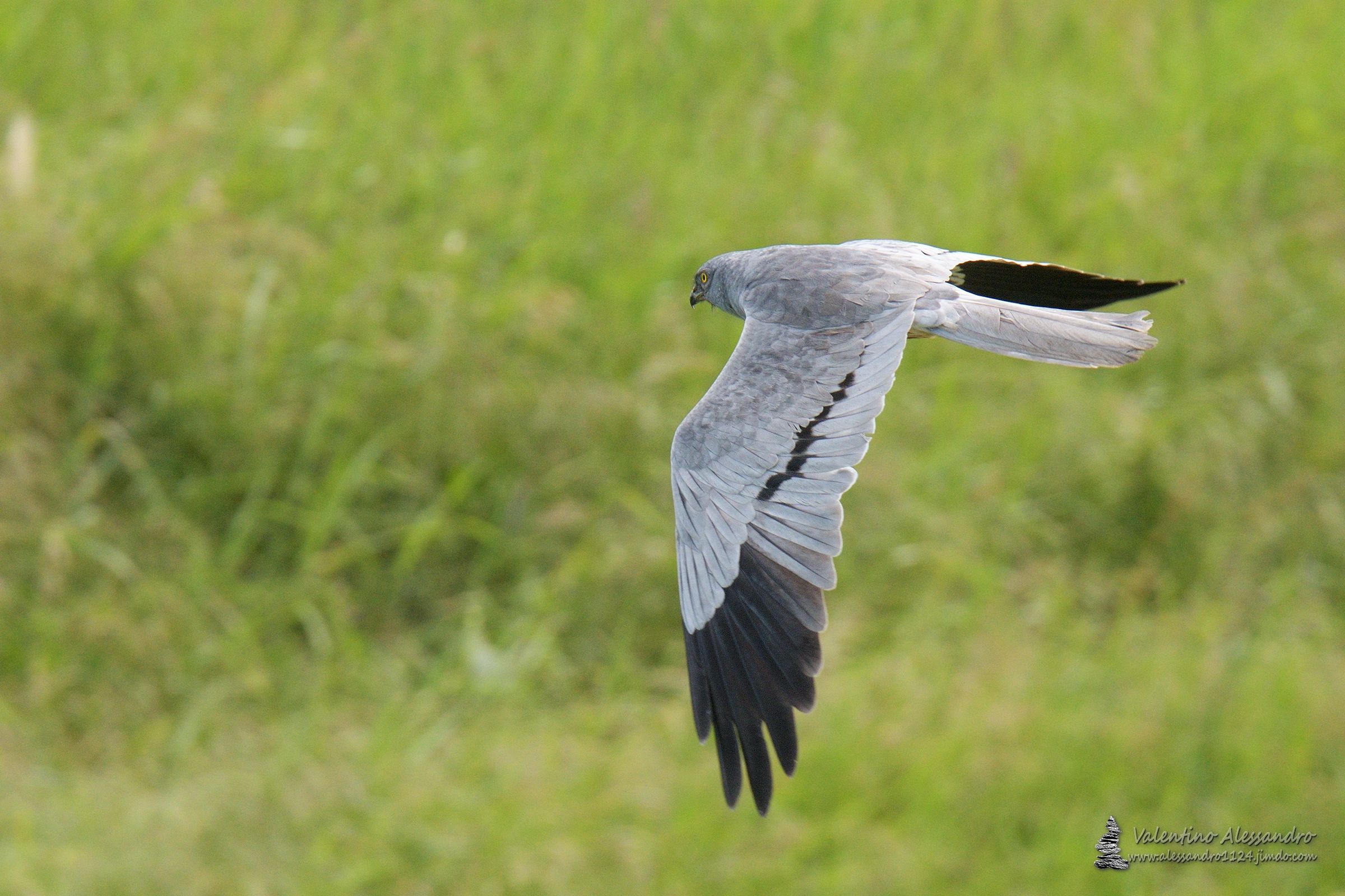 Lower albinine in a flying flight